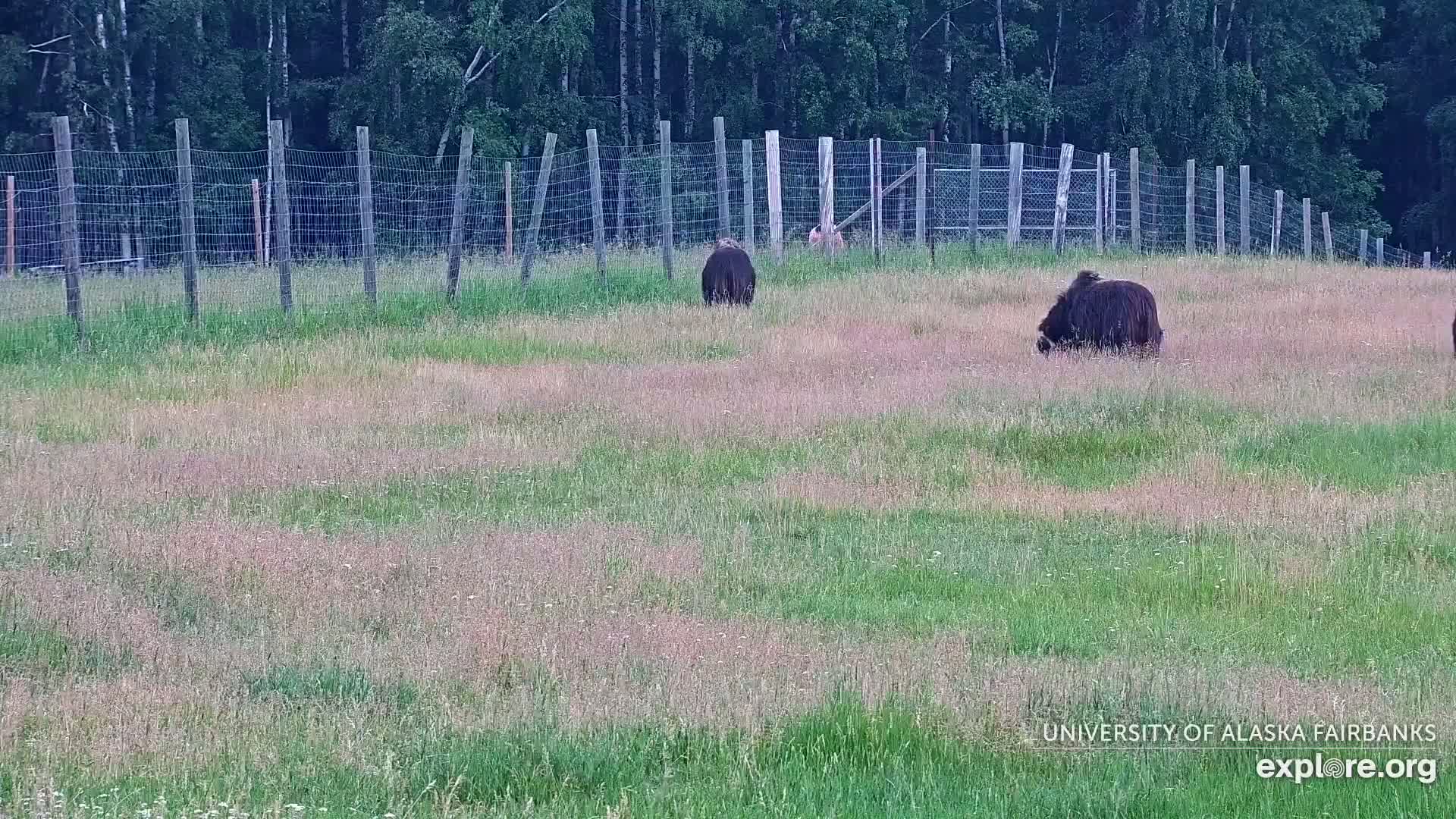 University of Alaska Fairbanks Large Animal Research Station Musk Ox Farm Live Cam - Musk Ox, College, Fairbanks North Star, Alaska, USA