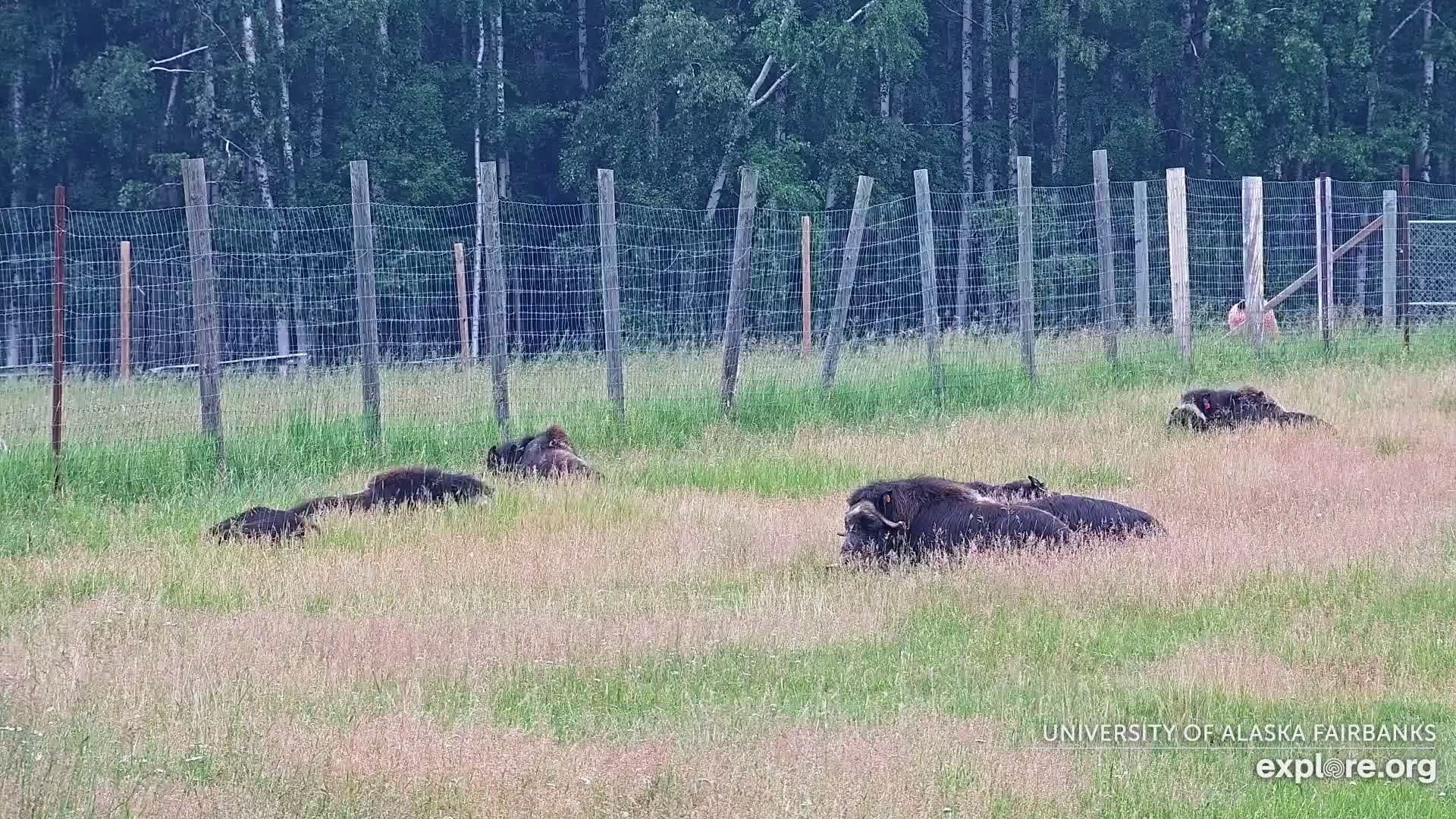 University of Alaska Fairbanks Large Animal Research Station Musk Ox Farm Live Cam - Musk Ox, College, Fairbanks North Star, Alaska, USA