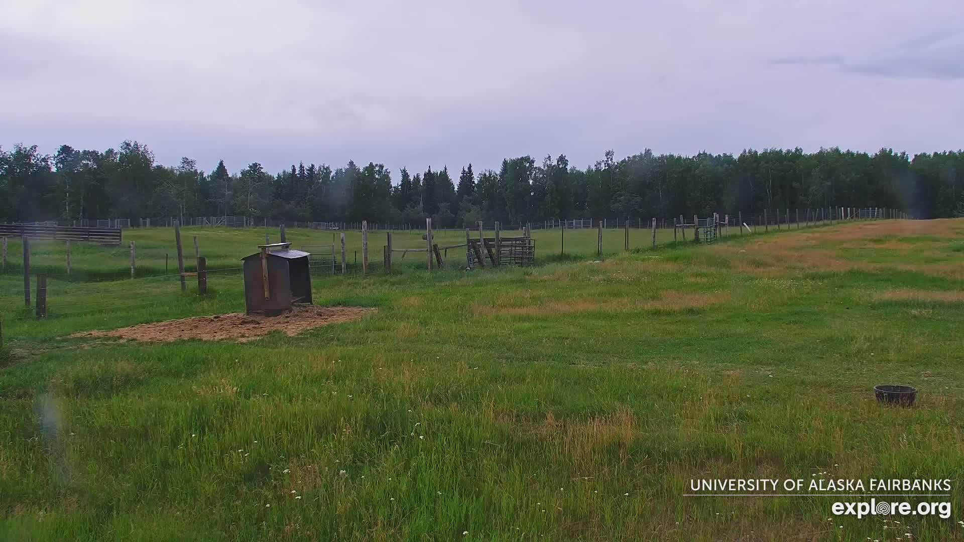 University of Alaska Fairbanks Large Animal Research Station Musk Ox Farm Live Cam - Musk Ox, College, Fairbanks North Star, Alaska, USA