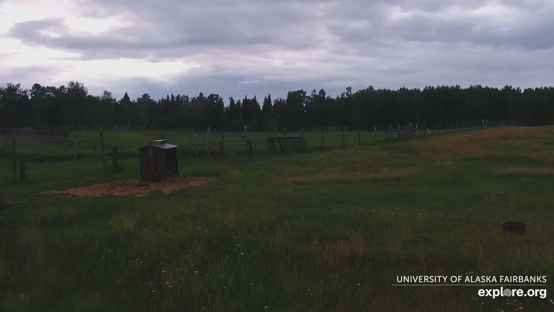 University of Alaska Fairbanks Large Animal Research Station Musk Ox Farm Live Cam - Musk Ox, College, Fairbanks North Star, Alaska, USA