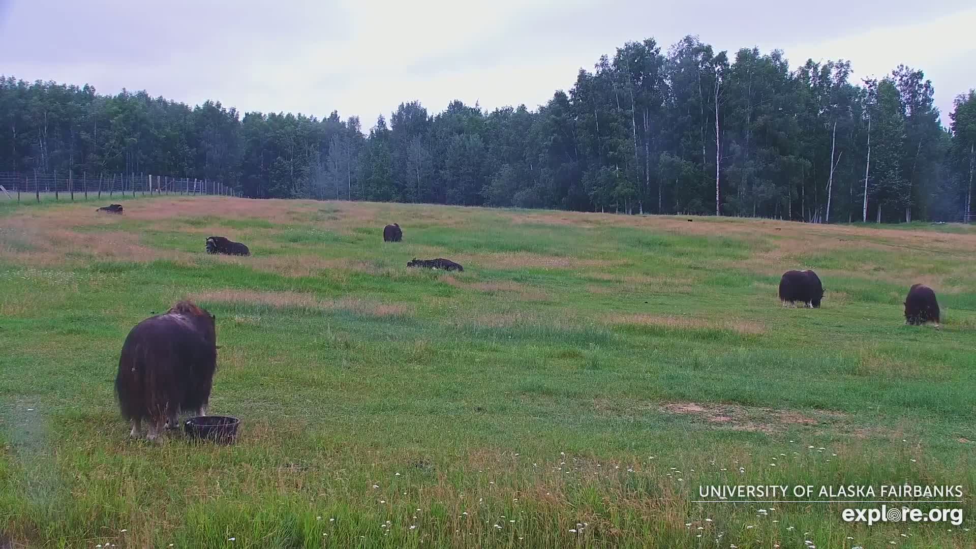 University of Alaska Fairbanks Large Animal Research Station Musk Ox Farm Live Cam - Musk Ox, College, Fairbanks North Star, Alaska, USA