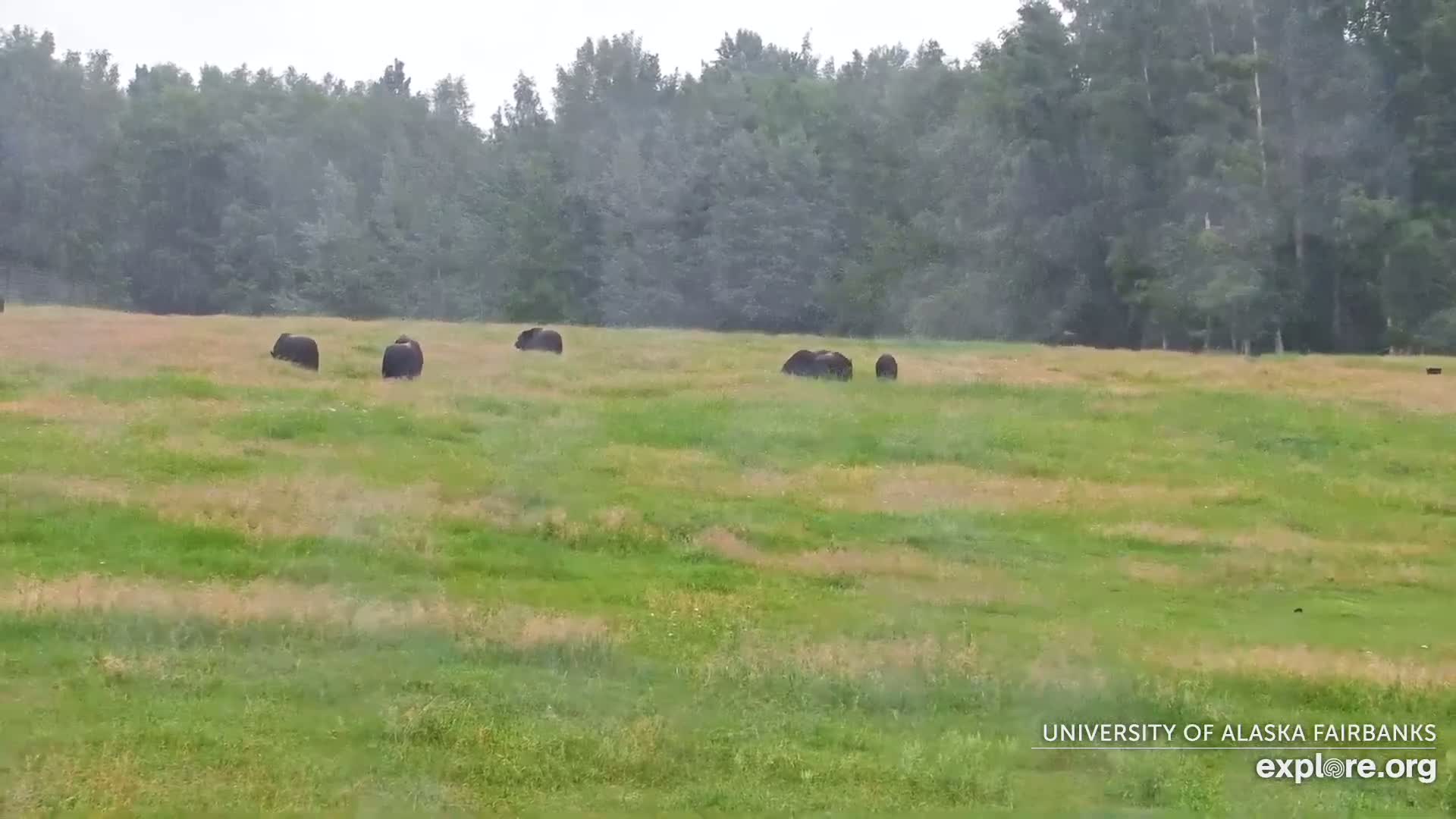 University of Alaska Fairbanks Large Animal Research Station Musk Ox Farm Live Cam - Musk Ox, College, Fairbanks North Star, Alaska, USA