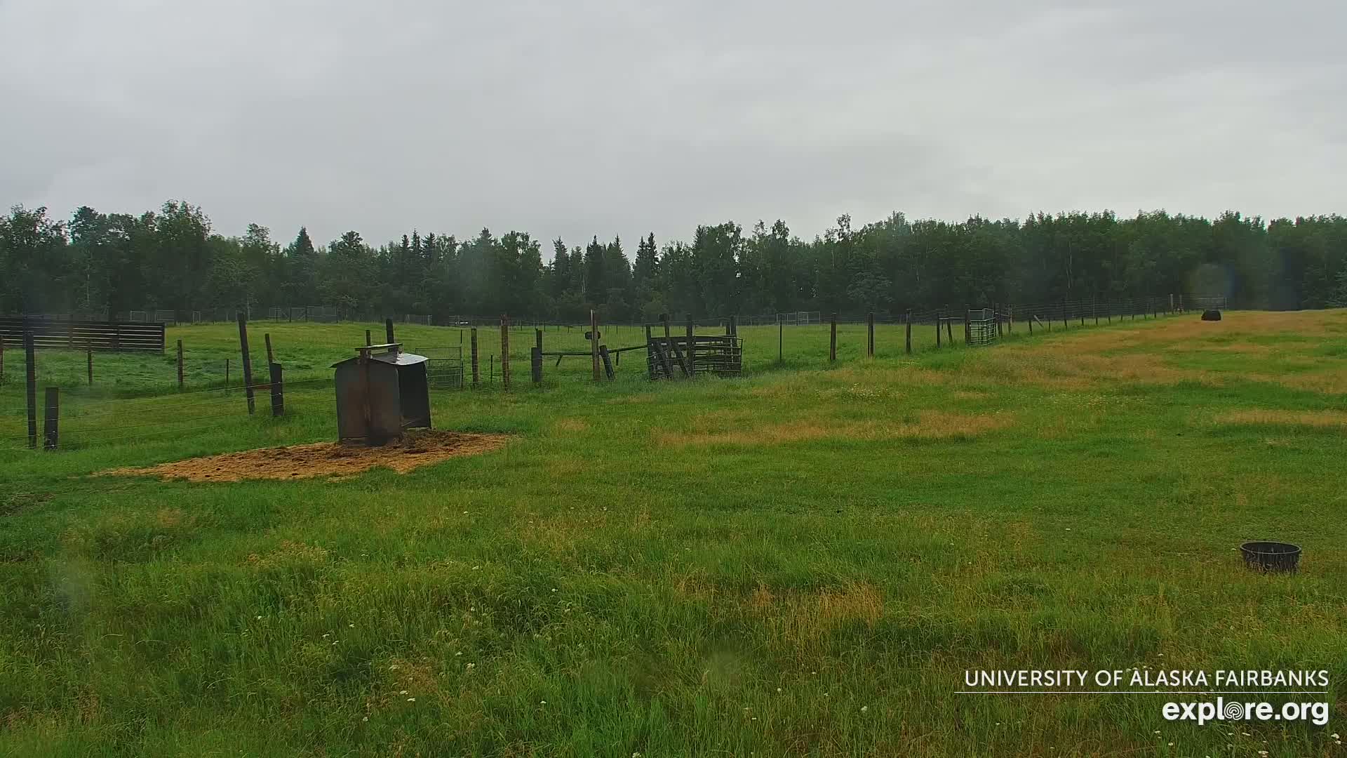 University of Alaska Fairbanks Large Animal Research Station Musk Ox Farm Live Cam - Musk Ox, College, Fairbanks North Star, Alaska, USA