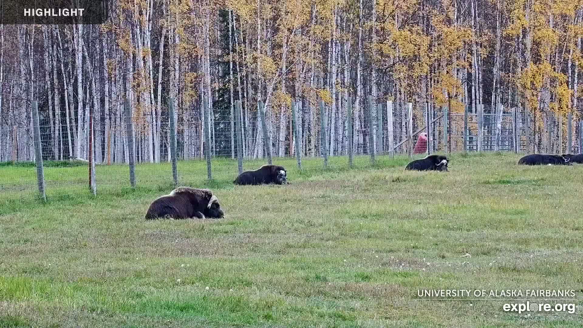 University of Alaska Fairbanks Large Animal Research Station Musk Ox Farm Live Cam - Musk Ox, College, Fairbanks North Star, Alaska, USA
