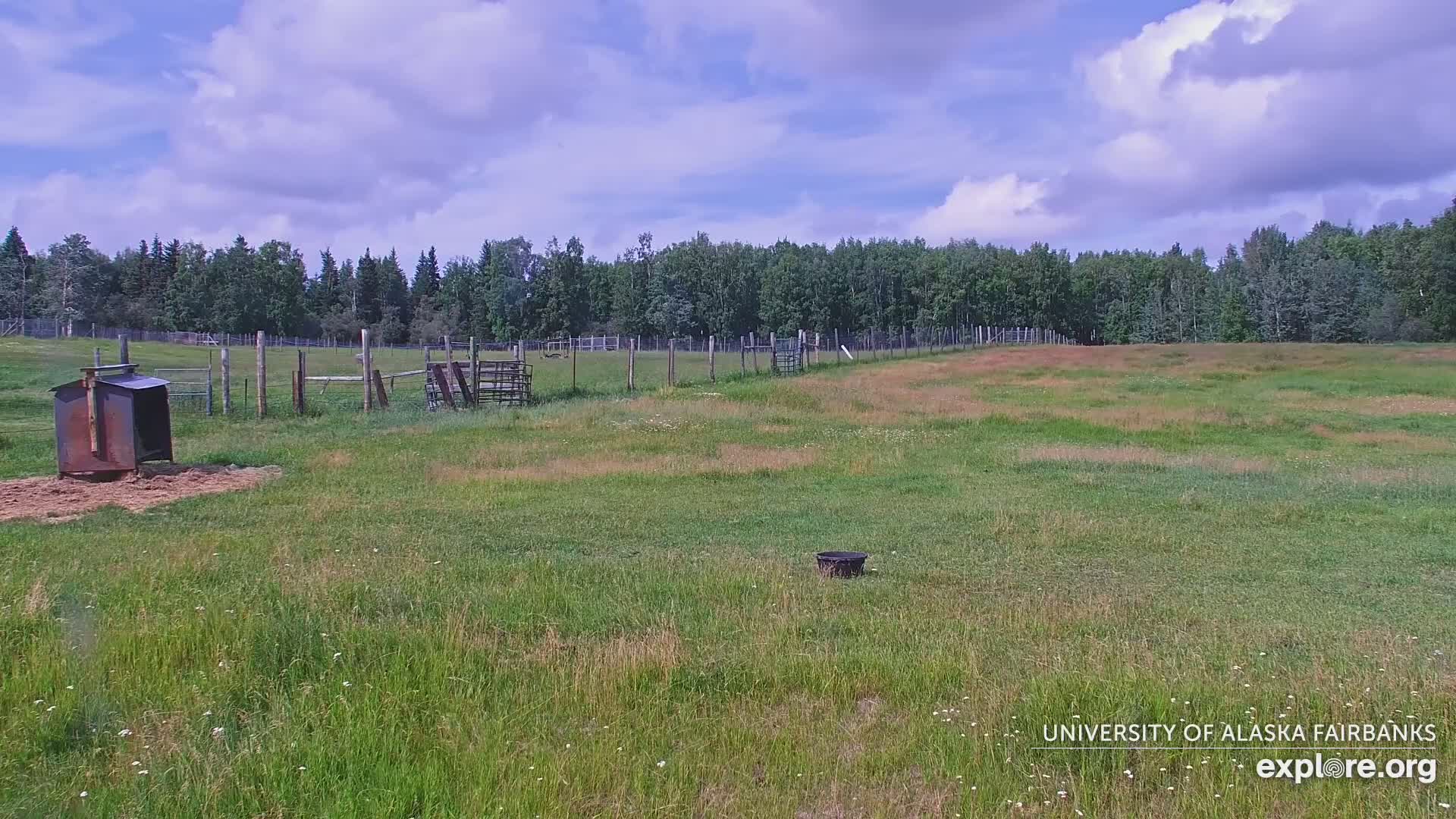 University of Alaska Fairbanks Large Animal Research Station Musk Ox Farm Live Cam - Musk Ox, College, Fairbanks North Star, Alaska, USA