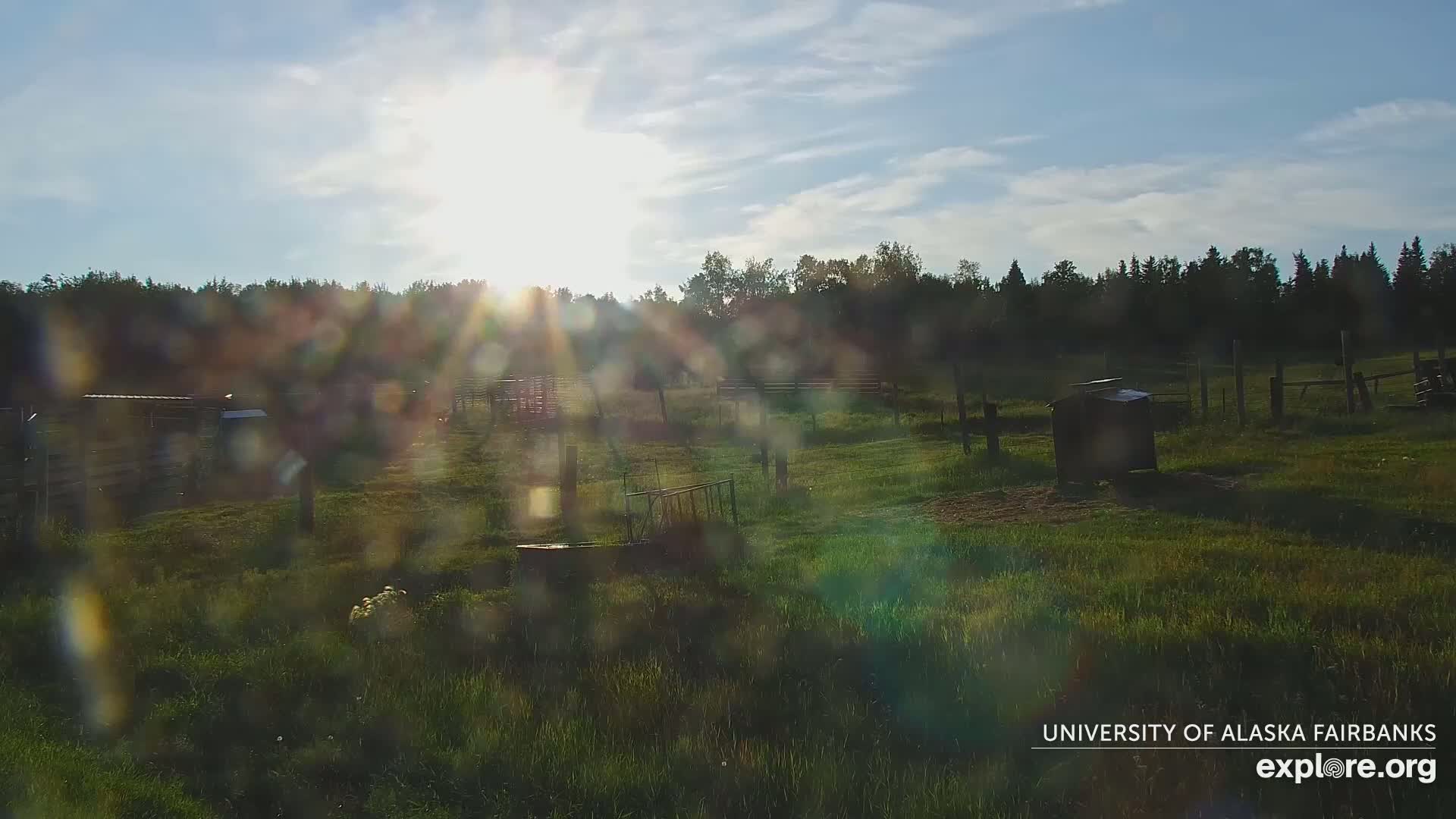 University of Alaska Fairbanks Large Animal Research Station Musk Ox Farm Live Cam - Musk Ox, College, Fairbanks North Star, Alaska, USA