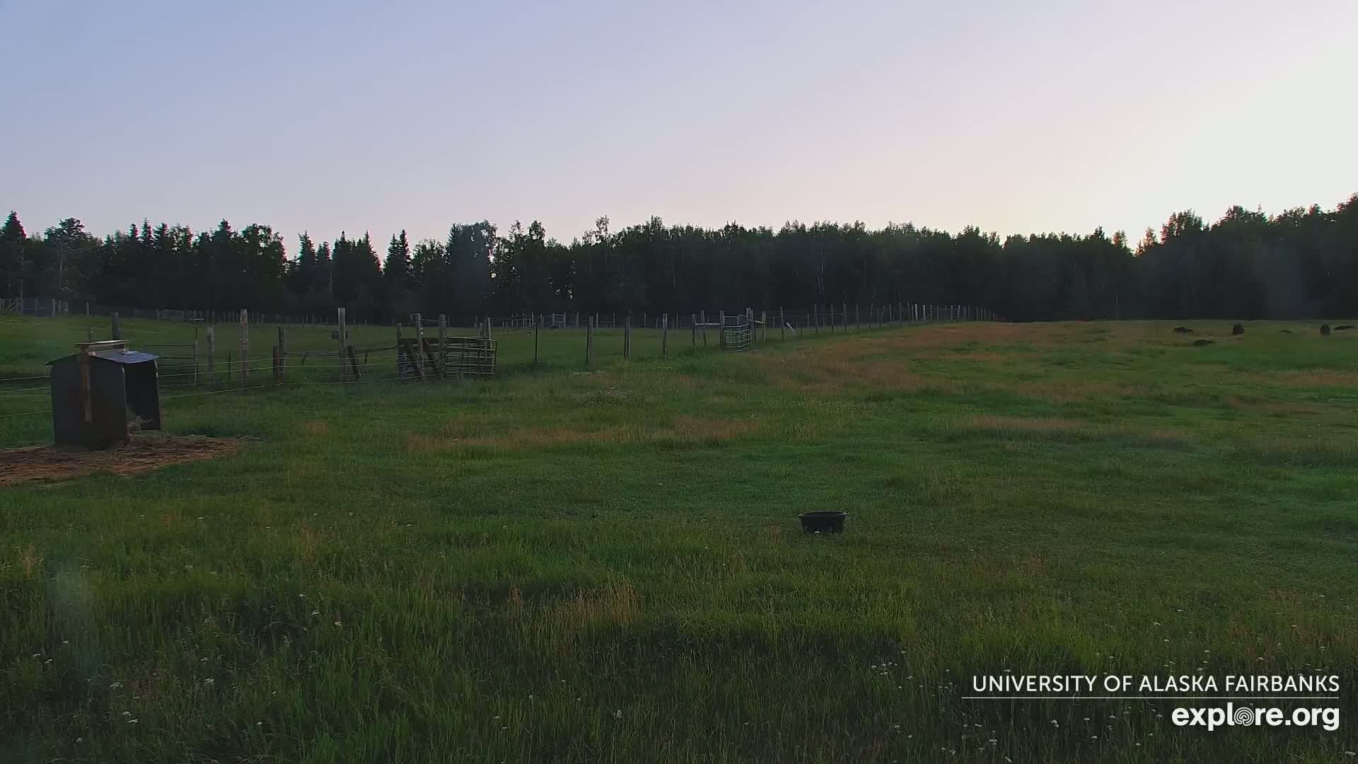 University of Alaska Fairbanks Large Animal Research Station Musk Ox Farm Live Cam - Musk Ox, College, Fairbanks North Star, Alaska, USA