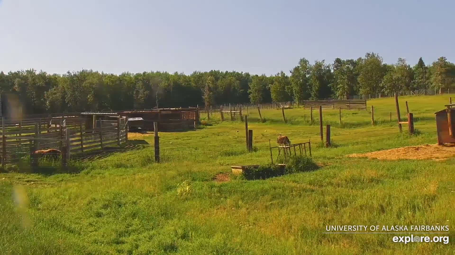University of Alaska Fairbanks Large Animal Research Station Musk Ox Farm Live Cam - Musk Ox, College, Fairbanks North Star, Alaska, USA