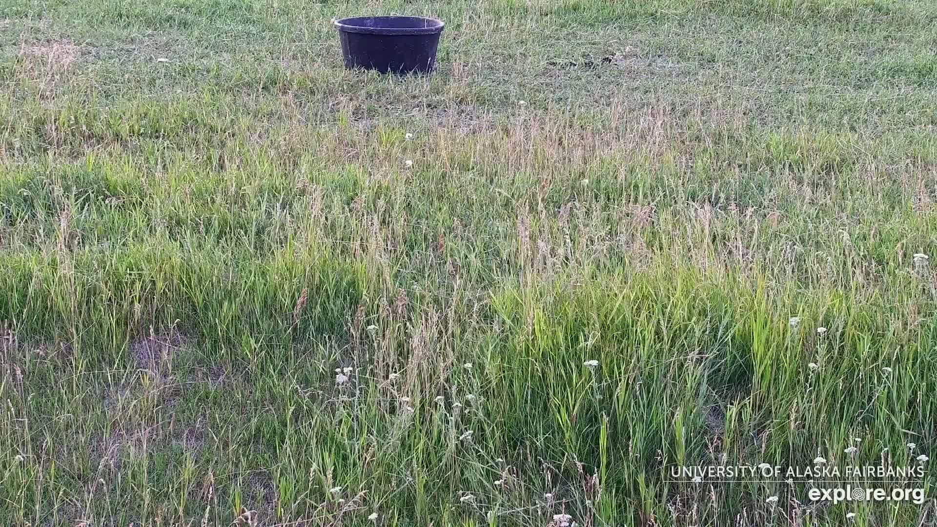 University of Alaska Fairbanks Large Animal Research Station Musk Ox Farm Live Cam - Musk Ox, College, Fairbanks North Star, Alaska, USA