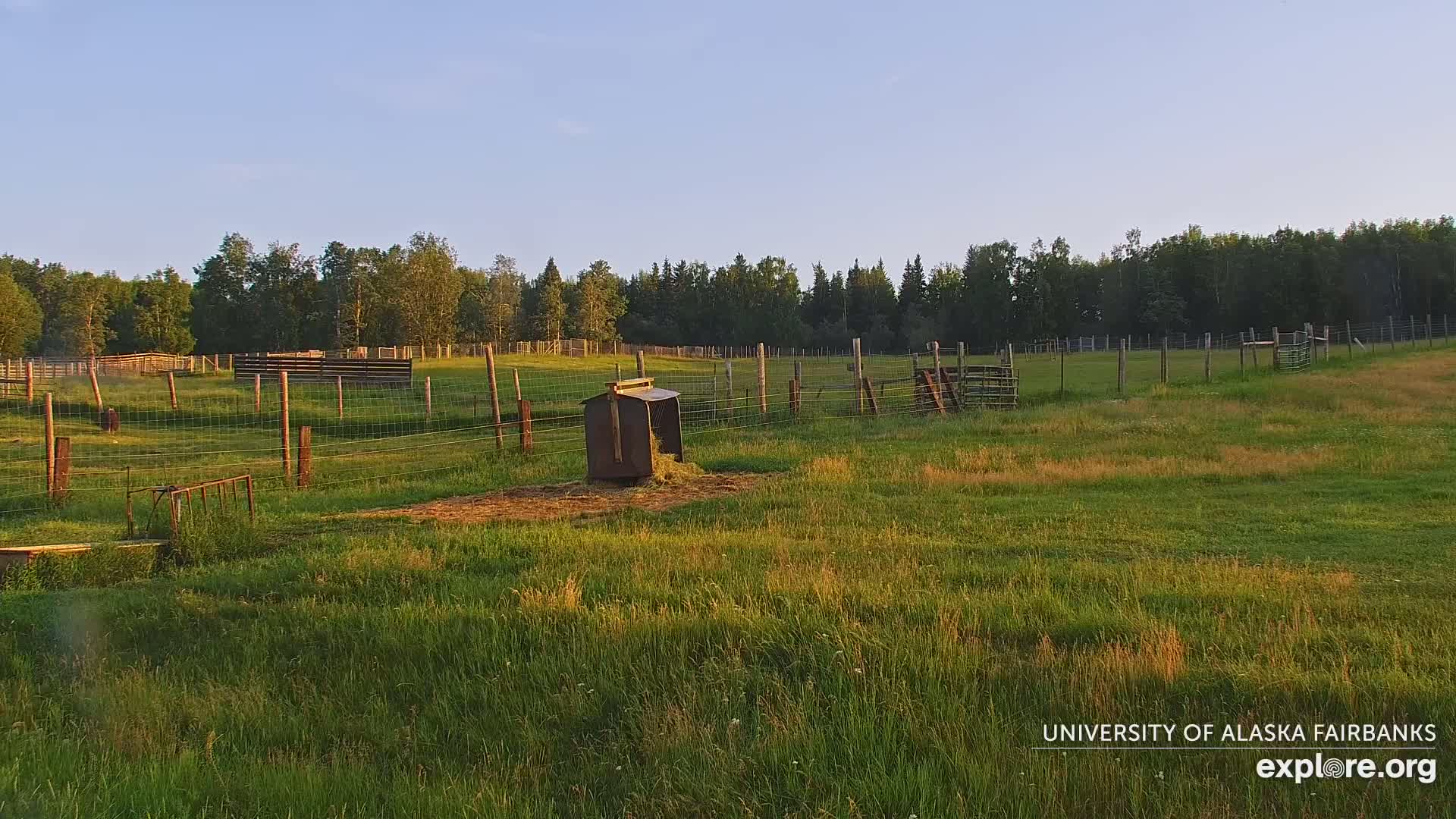 University of Alaska Fairbanks Large Animal Research Station Musk Ox Farm Live Cam - Musk Ox, College, Fairbanks North Star, Alaska, USA