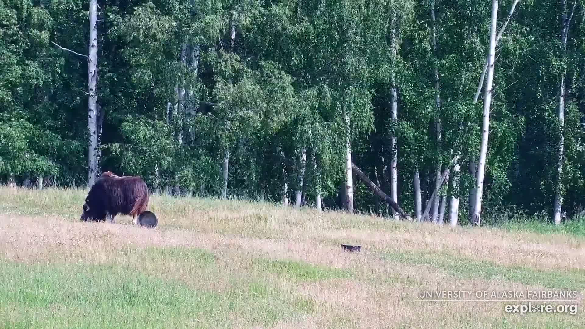 University of Alaska Fairbanks Large Animal Research Station Musk Ox Farm Live Cam - Musk Ox, College, Fairbanks North Star, Alaska, USA