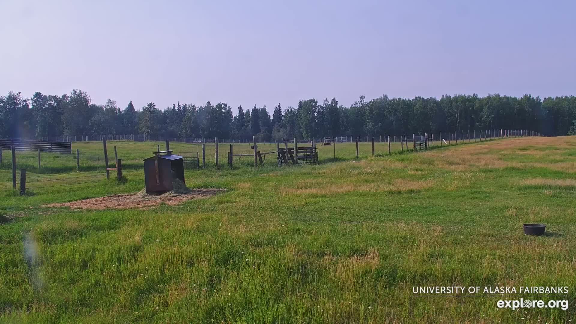 University of Alaska Fairbanks Large Animal Research Station Musk Ox Farm Live Cam - Musk Ox, College, Fairbanks North Star, Alaska, USA