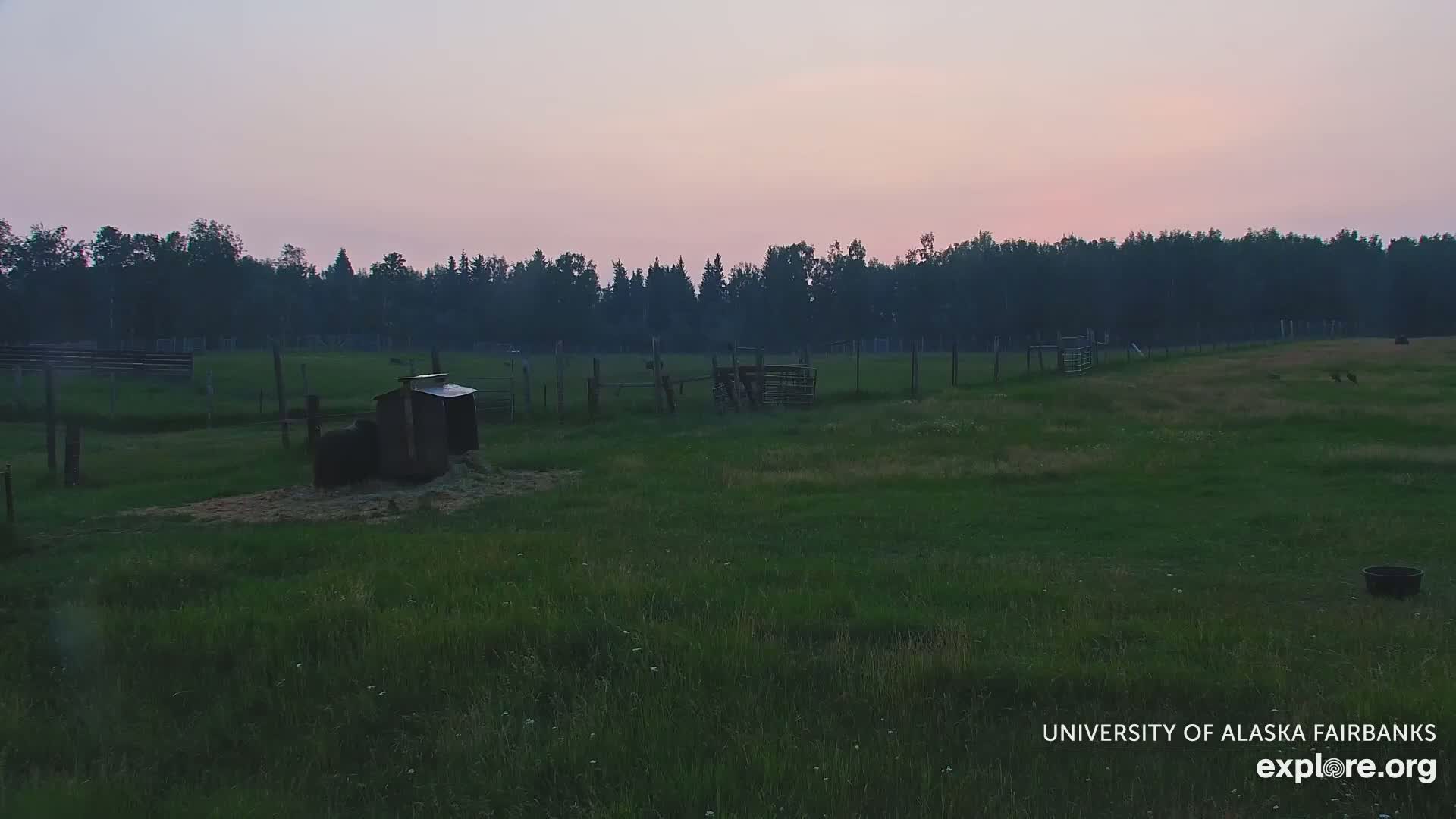 University of Alaska Fairbanks Large Animal Research Station Musk Ox Farm Live Cam - Musk Ox, College, Fairbanks North Star, Alaska, USA
