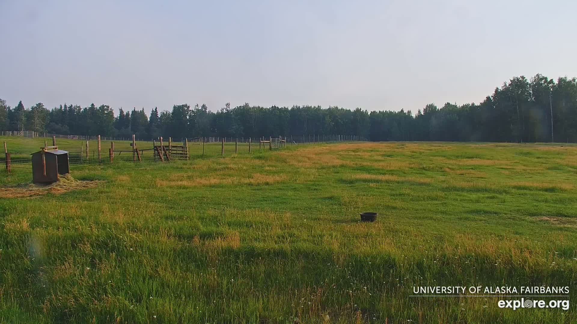University of Alaska Fairbanks Large Animal Research Station Musk Ox Farm Live Cam - Musk Ox, College, Fairbanks North Star, Alaska, USA