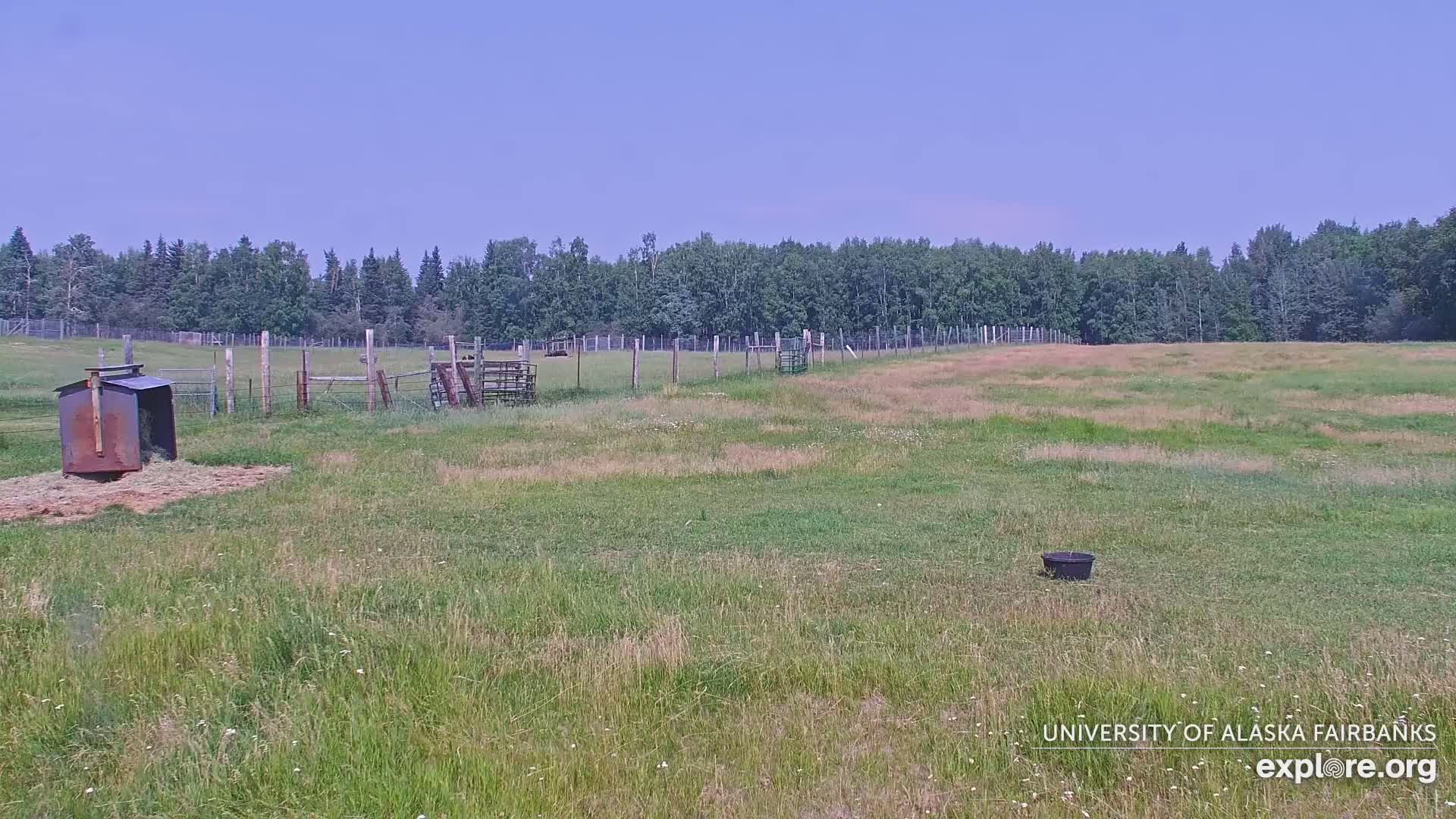 University of Alaska Fairbanks Large Animal Research Station Musk Ox Farm Live Cam - Musk Ox, College, Fairbanks North Star, Alaska, USA