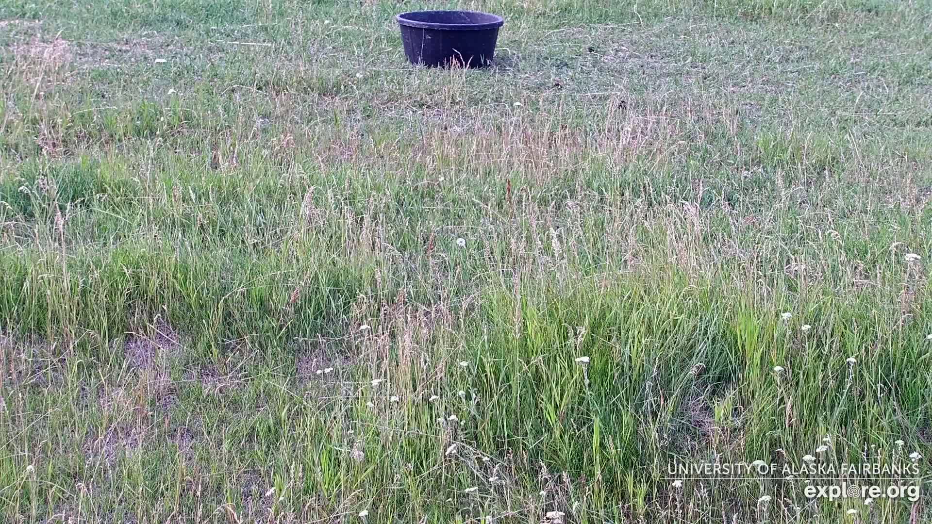 University of Alaska Fairbanks Large Animal Research Station Musk Ox Farm Live Cam - Musk Ox, College, Fairbanks North Star, Alaska, USA