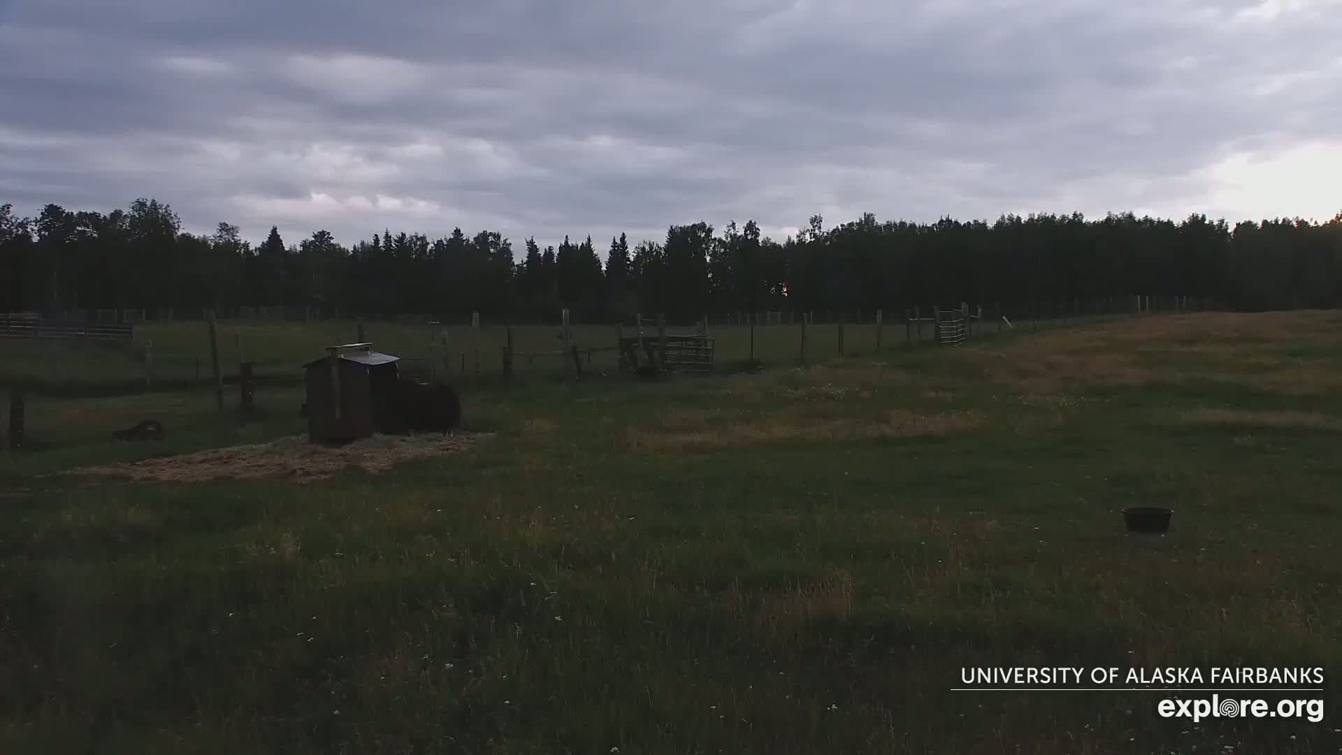 University of Alaska Fairbanks Large Animal Research Station Musk Ox Farm Live Cam - Musk Ox, College, Fairbanks North Star, Alaska, USA