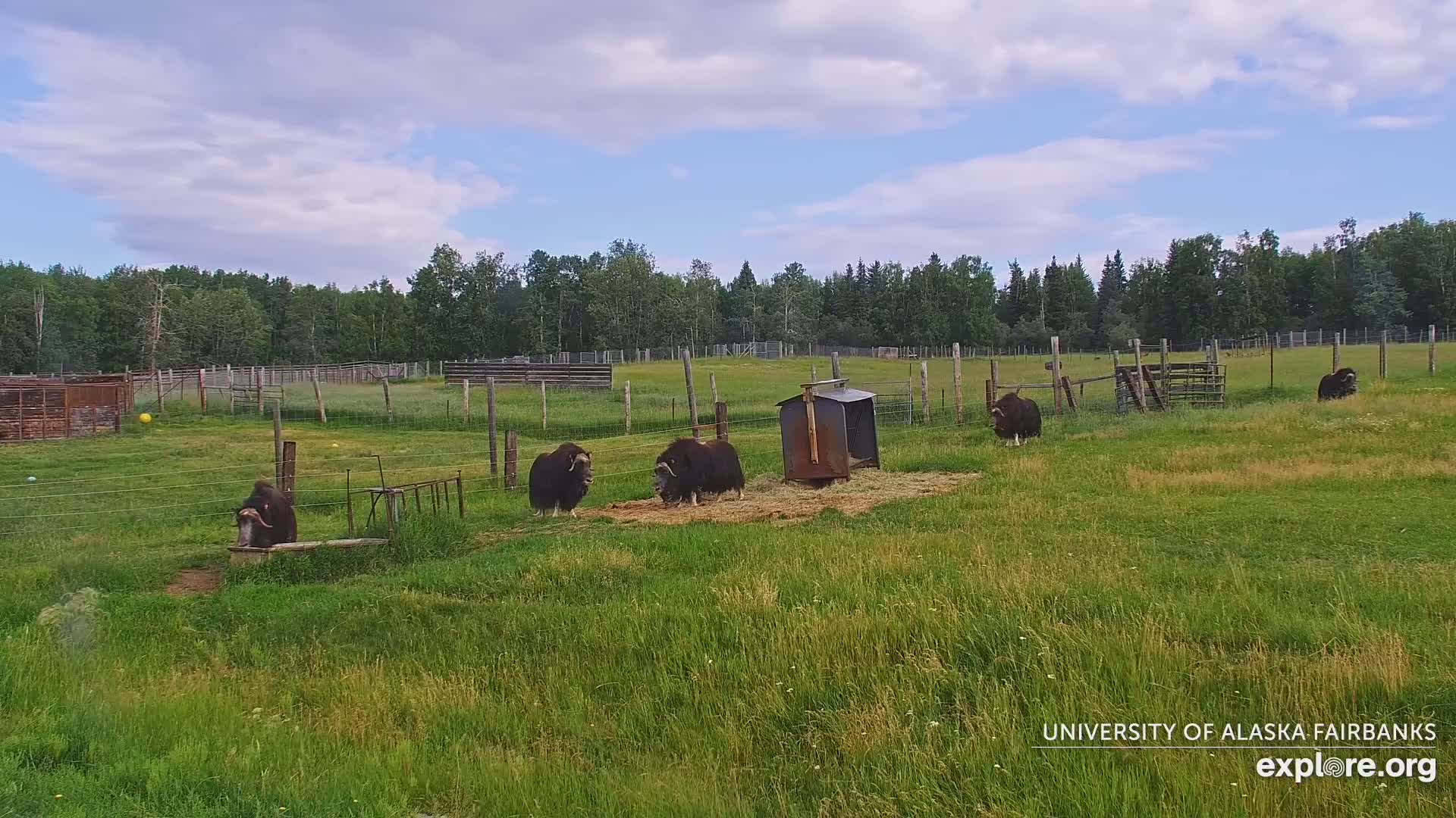 University of Alaska Fairbanks Large Animal Research Station Musk Ox Farm Live Cam - Musk Ox, College, Fairbanks North Star, Alaska, USA