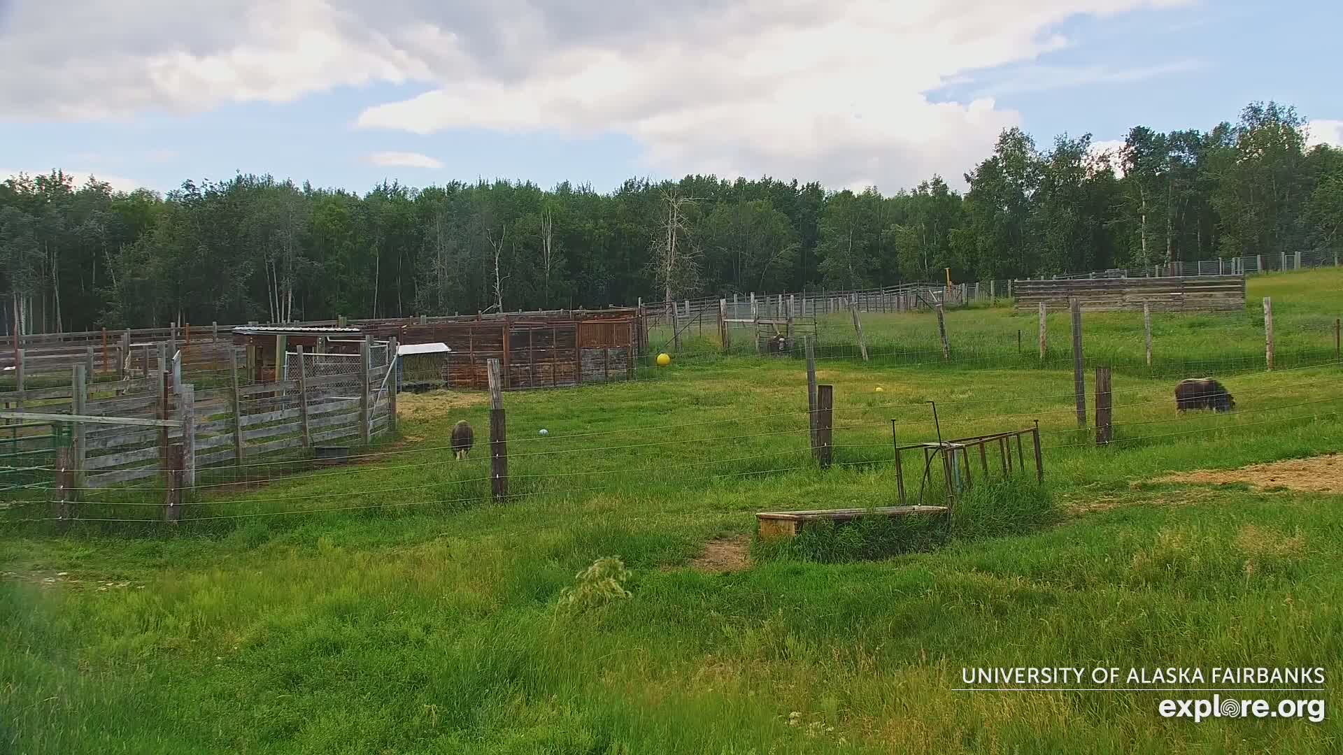 University of Alaska Fairbanks Large Animal Research Station Musk Ox Farm Live Cam - Musk Ox, College, Fairbanks North Star, Alaska, USA