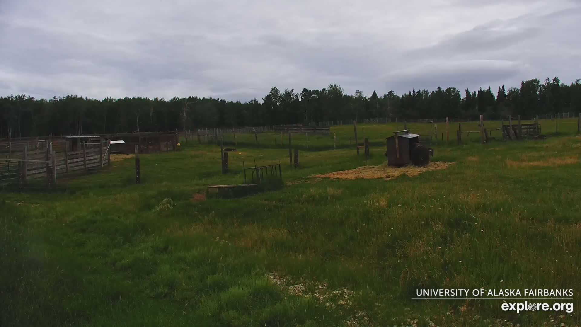 University of Alaska Fairbanks Large Animal Research Station Musk Ox Farm Live Cam - Musk Ox, College, Fairbanks North Star, Alaska, USA