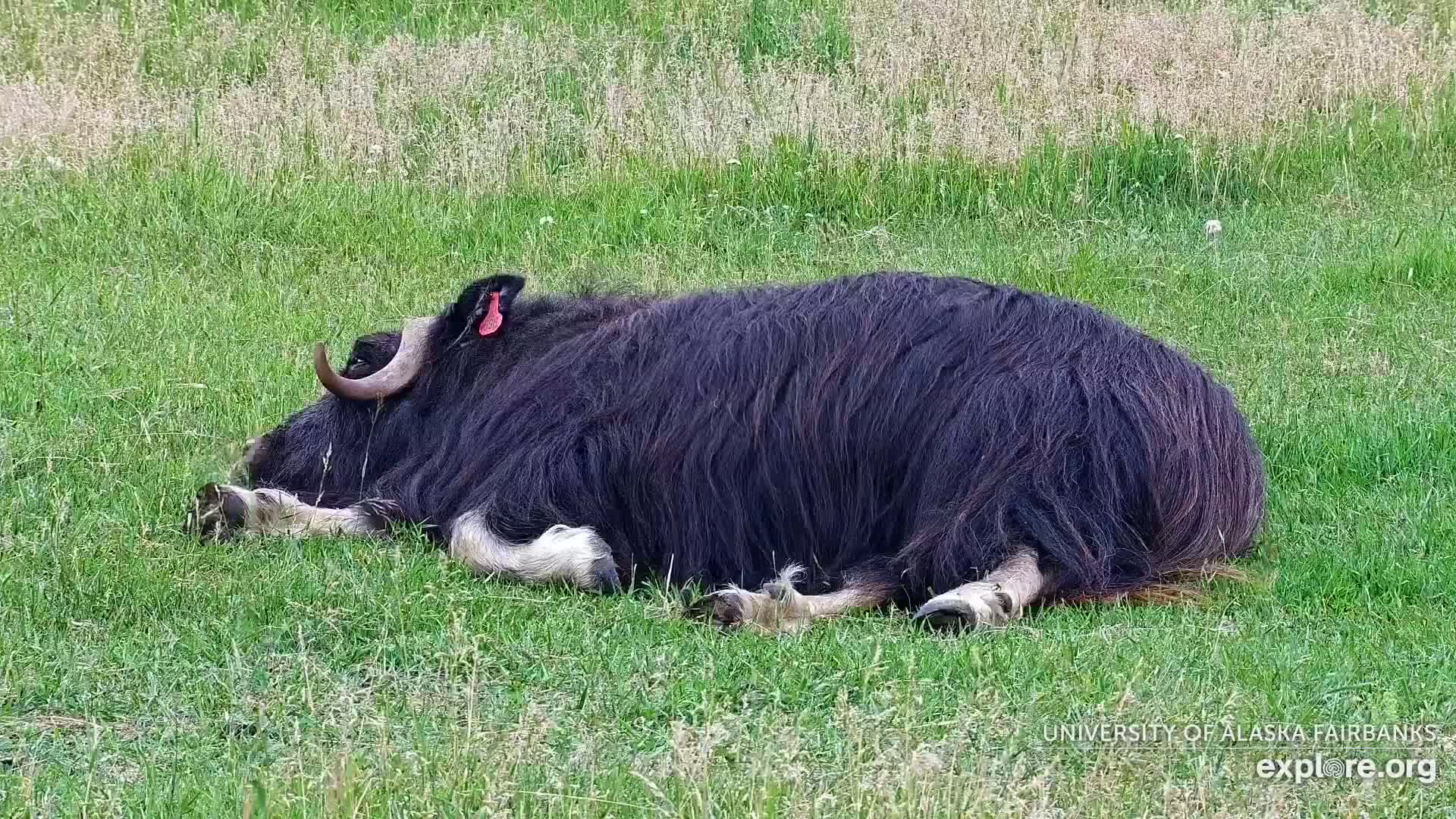 University of Alaska Fairbanks Large Animal Research Station Musk Ox Farm Live Cam - Musk Ox, College, Fairbanks North Star, Alaska, USA