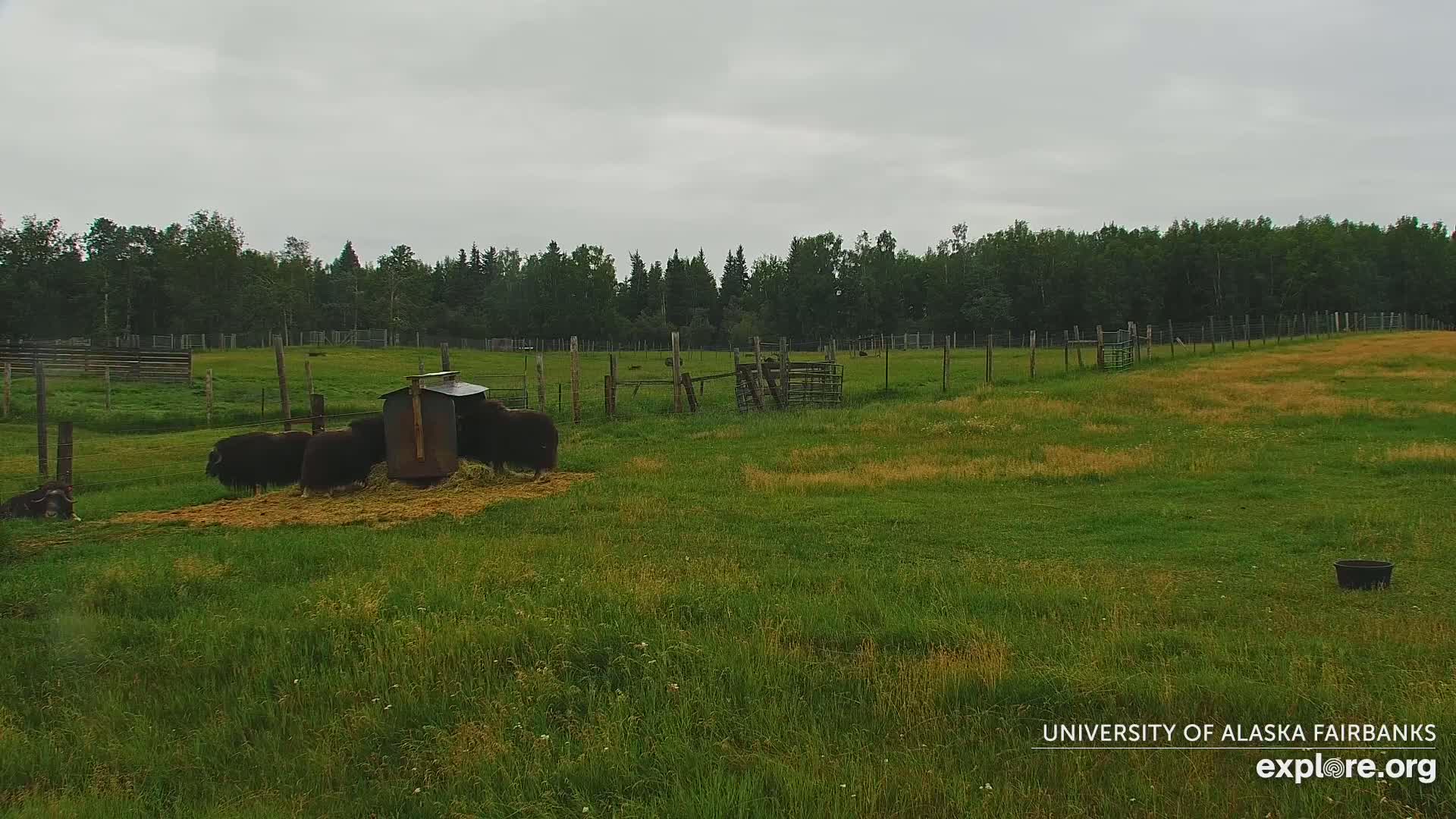 University of Alaska Fairbanks Large Animal Research Station Musk Ox Farm Live Cam - Musk Ox, College, Fairbanks North Star, Alaska, USA