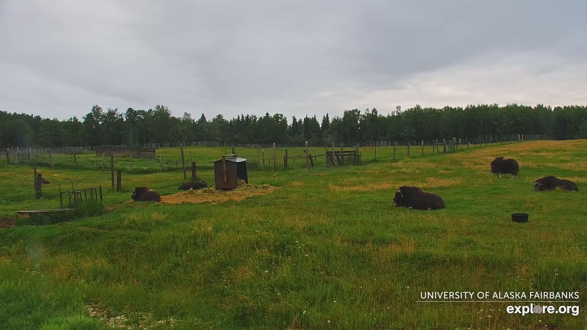 University of Alaska Fairbanks Large Animal Research Station Musk Ox Farm Live Cam - Musk Ox, College, Fairbanks North Star, Alaska, USA