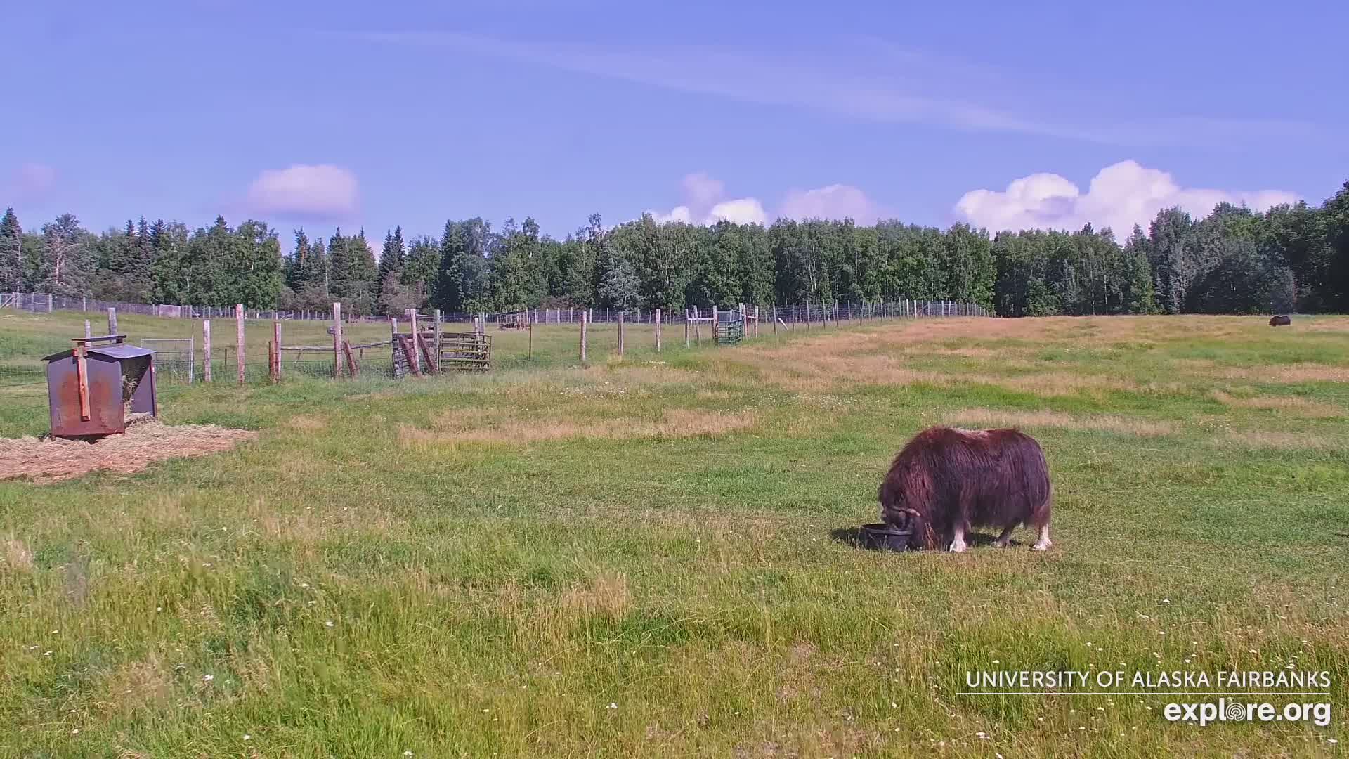 University of Alaska Fairbanks Large Animal Research Station Musk Ox Farm Live Cam - Musk Ox, College, Fairbanks North Star, Alaska, USA