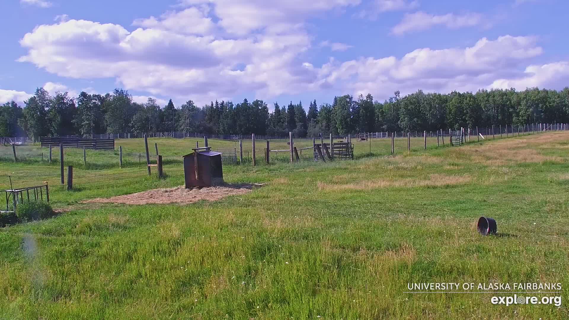 University of Alaska Fairbanks Large Animal Research Station Musk Ox Farm Live Cam - Musk Ox, College, Fairbanks North Star, Alaska, USA