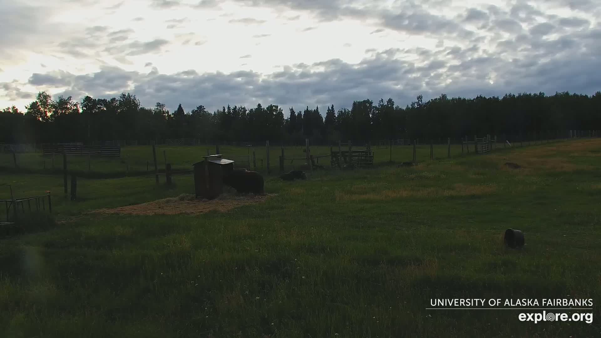 A dark-colored bear feeds near a small structure in a grassy enclosure surrounded by a fence and trees under a cloudy sky.