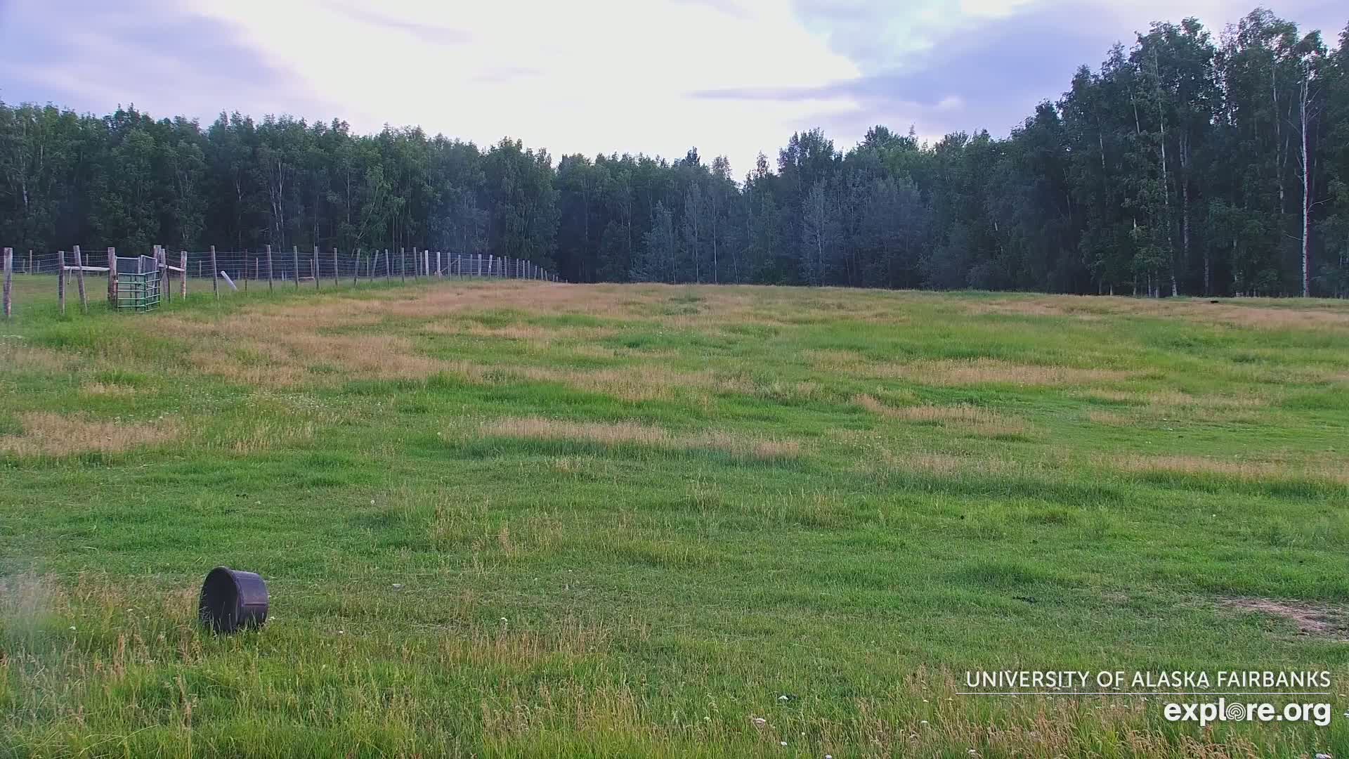 University of Alaska Fairbanks Large Animal Research Station Musk Ox Farm Live Cam - Musk Ox, College, Fairbanks North Star, Alaska, USA