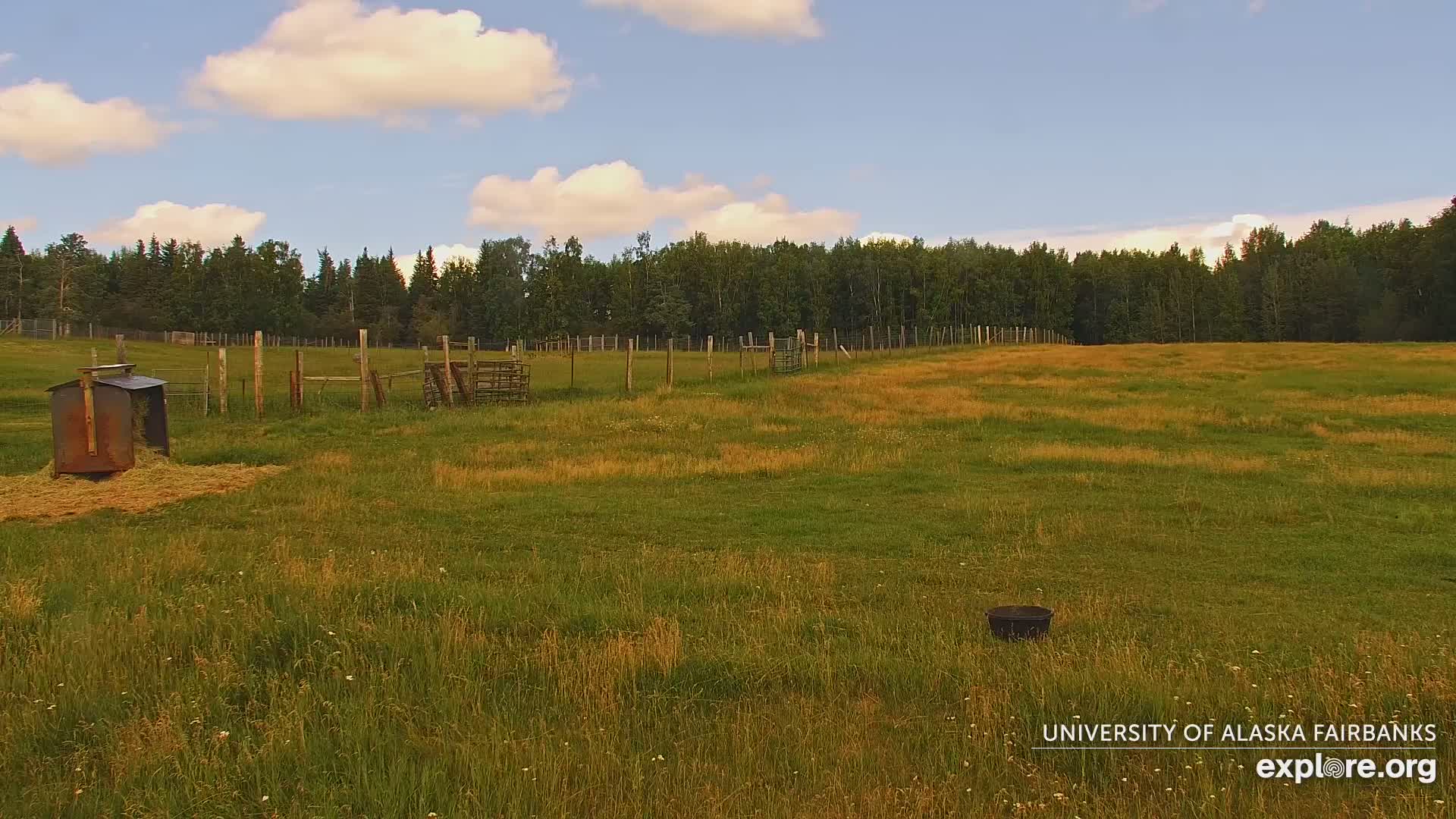 University of Alaska Fairbanks Large Animal Research Station Musk Ox Farm Live Cam - Musk Ox, College, Fairbanks North Star, Alaska, USA