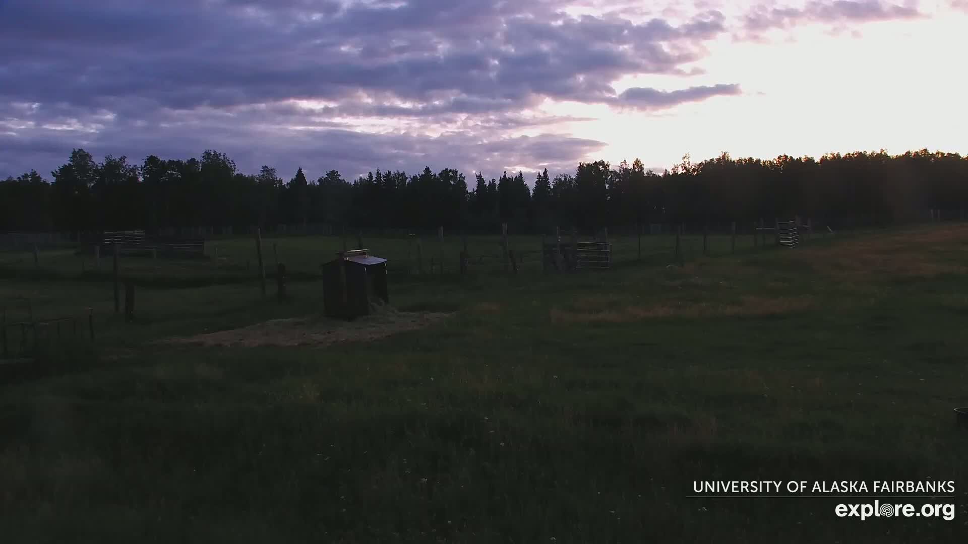 University of Alaska Fairbanks Large Animal Research Station Musk Ox Farm Live Cam - Musk Ox, College, Fairbanks North Star, Alaska, USA
