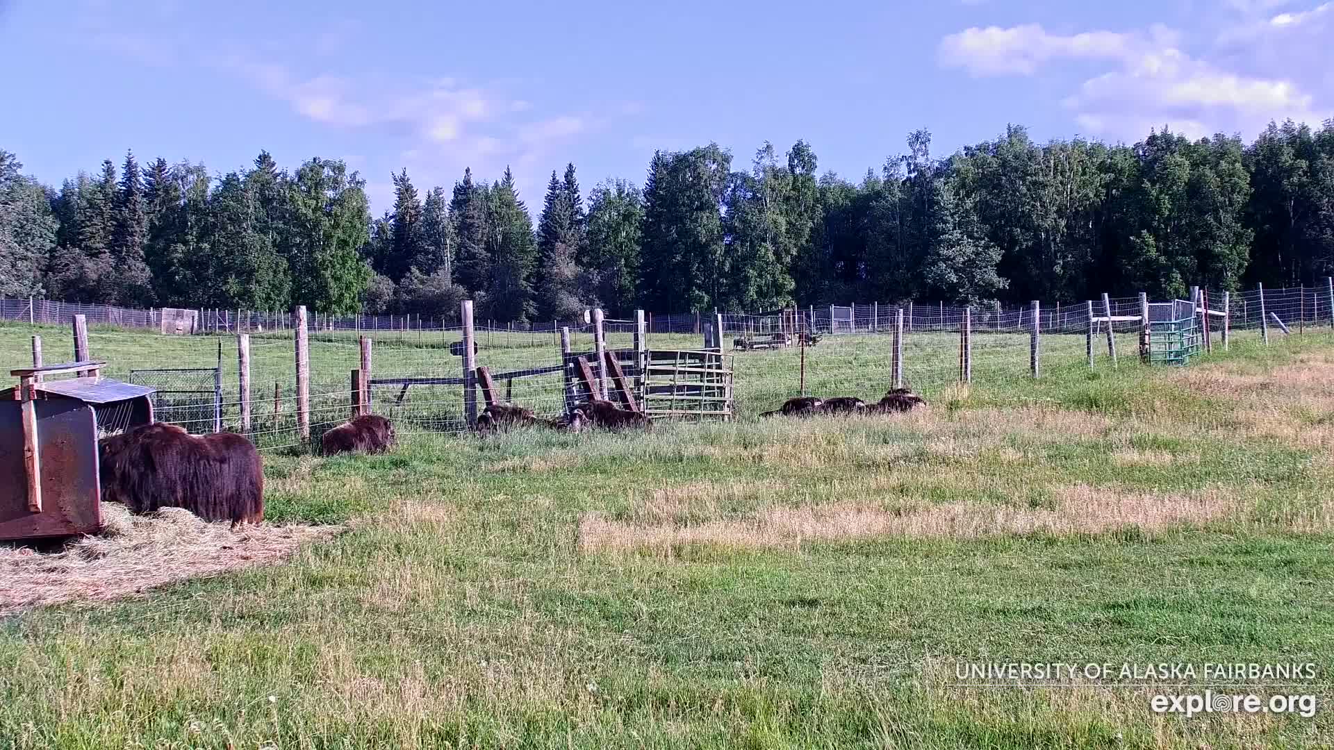 University of Alaska Fairbanks Large Animal Research Station Musk Ox Farm Live Cam - Musk Ox, College, Fairbanks North Star, Alaska, USA