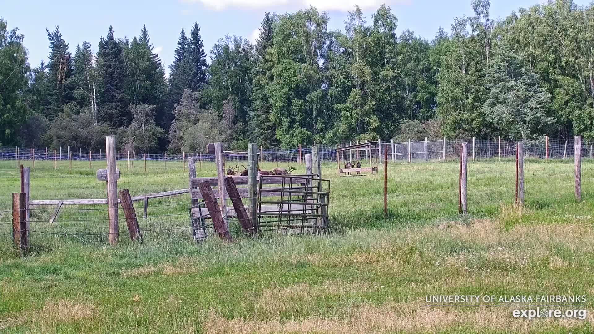 University of Alaska Fairbanks Large Animal Research Station Musk Ox Farm Live Cam - Musk Ox, College, Fairbanks North Star, Alaska, USA