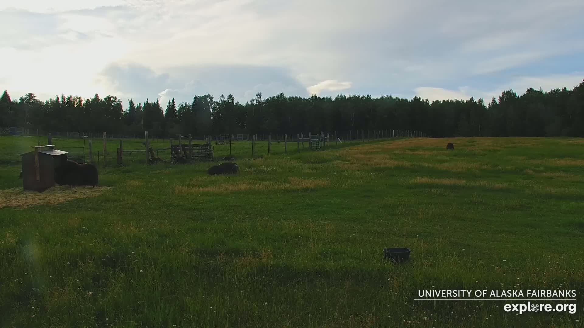 University of Alaska Fairbanks Large Animal Research Station Musk Ox Farm Live Cam - Musk Ox, College, Fairbanks North Star, Alaska, USA
