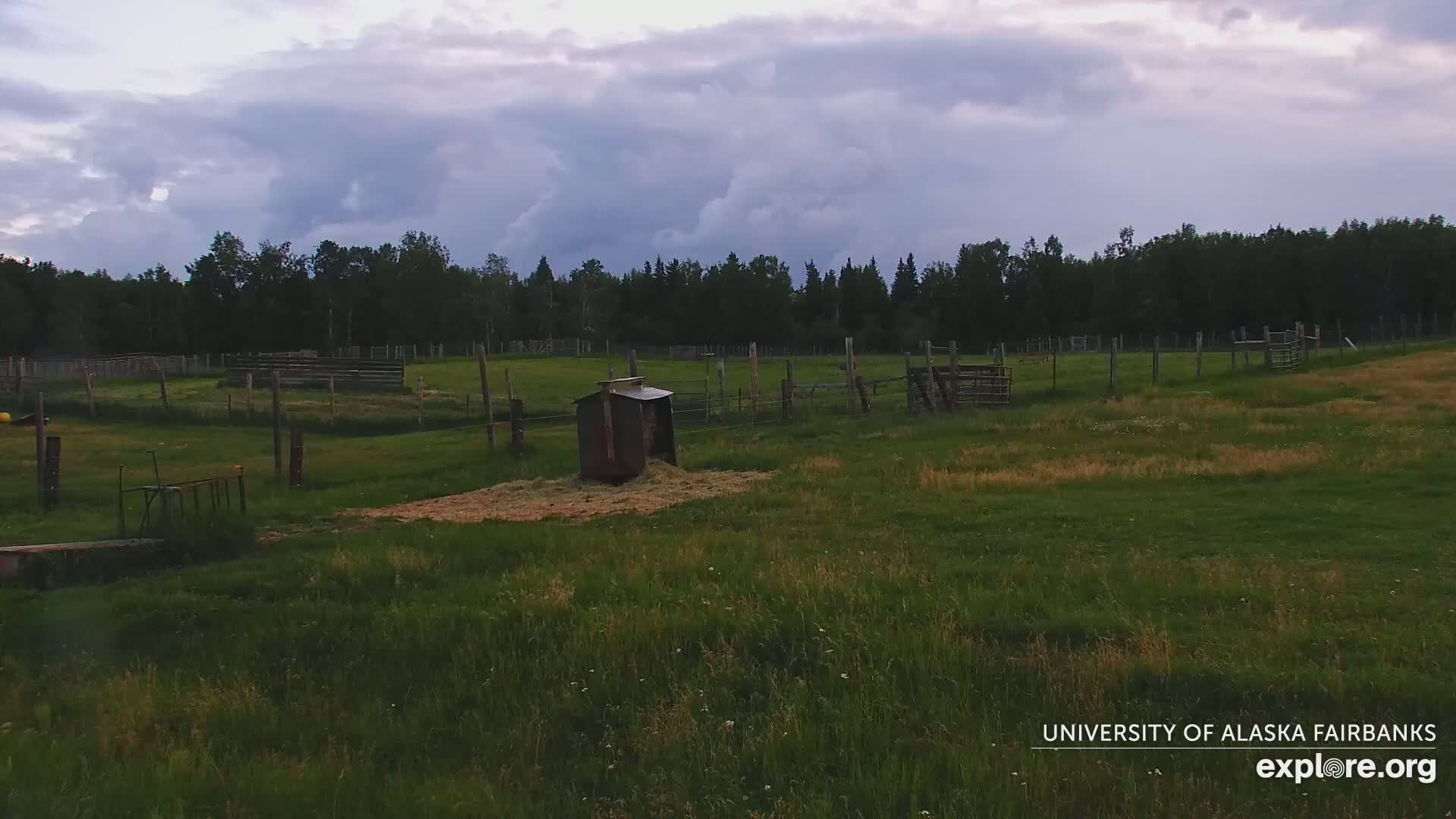 University of Alaska Fairbanks Large Animal Research Station Musk Ox Farm Live Cam - Musk Ox, College, Fairbanks North Star, Alaska, USA