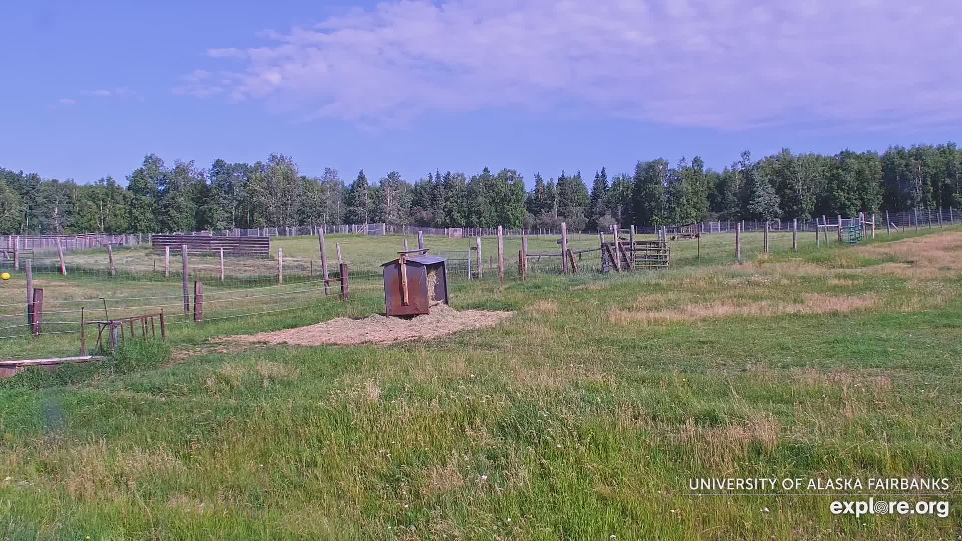 University of Alaska Fairbanks Large Animal Research Station Musk Ox Farm Live Cam - Musk Ox, College, Fairbanks North Star, Alaska, USA