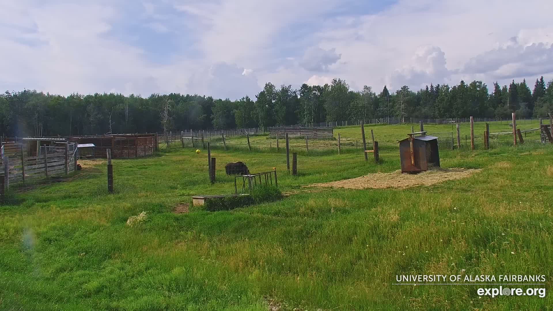 University of Alaska Fairbanks Large Animal Research Station Musk Ox Farm Live Cam - Musk Ox, College, Fairbanks North Star, Alaska, USA