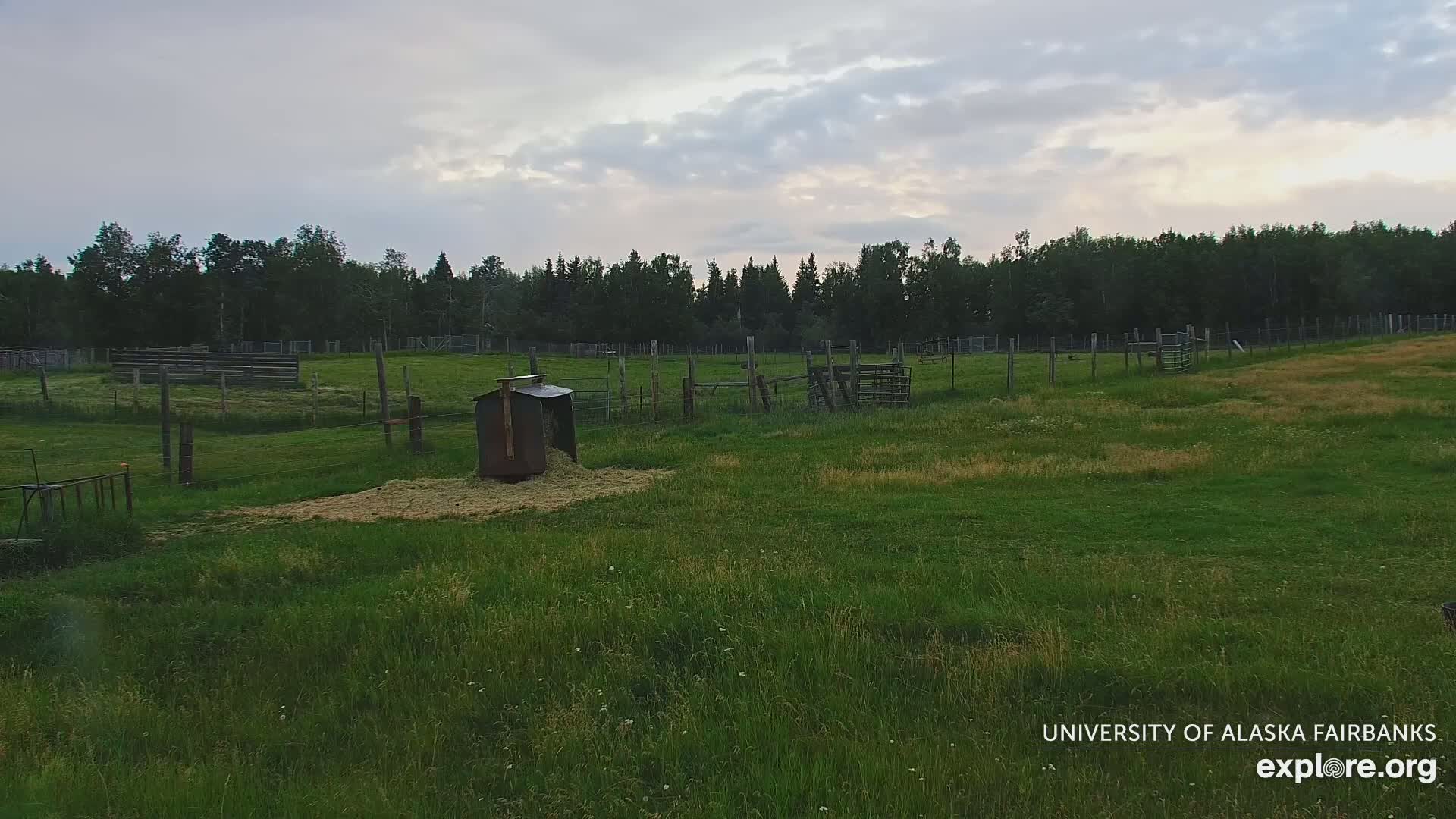 University of Alaska Fairbanks Large Animal Research Station Musk Ox Farm Live Cam - Musk Ox, College, Fairbanks North Star, Alaska, USA