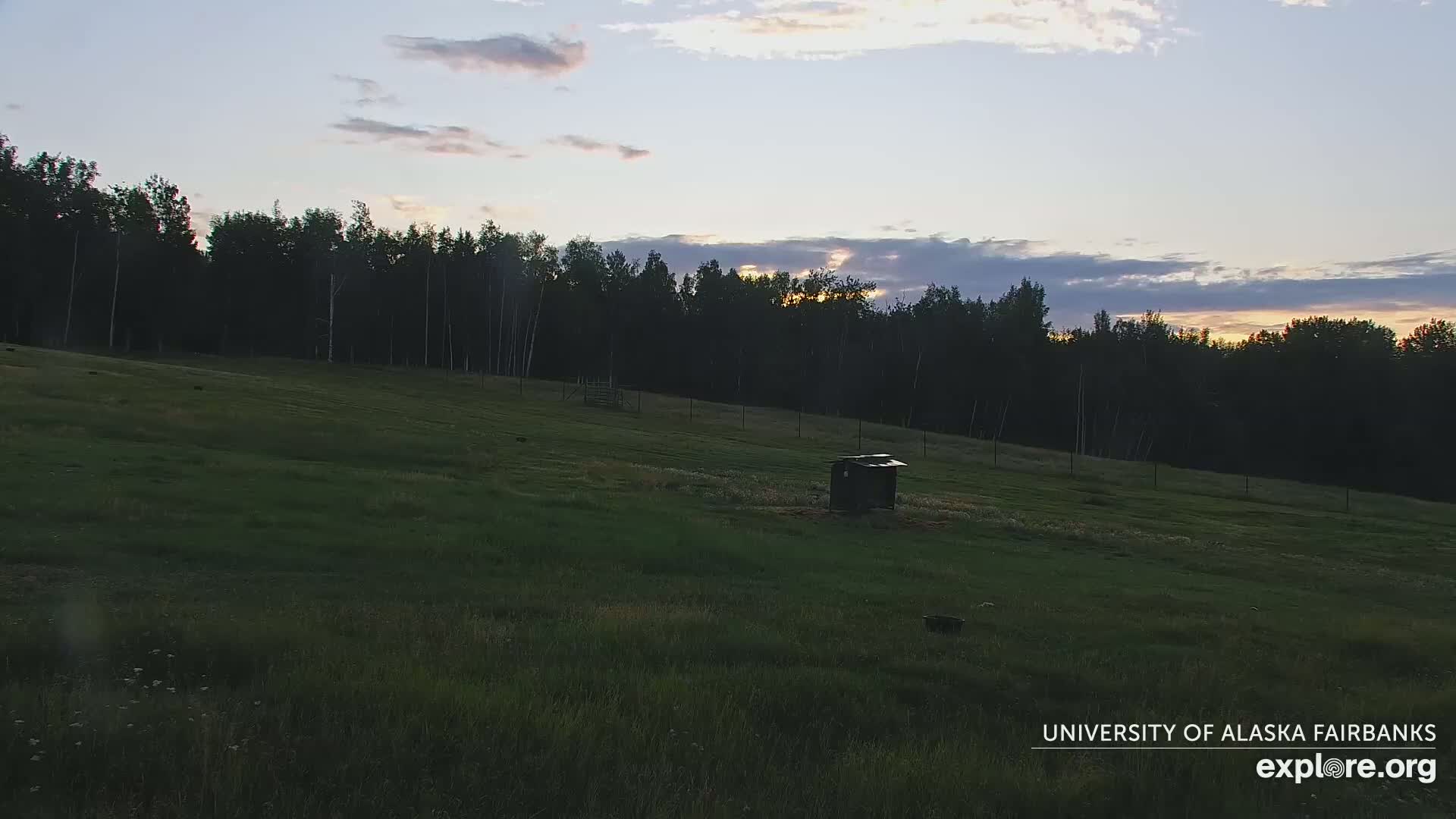 University of Alaska Fairbanks Large Animal Research Station Musk Ox Farm Live Cam - Musk Ox, College, Fairbanks North Star, Alaska, USA