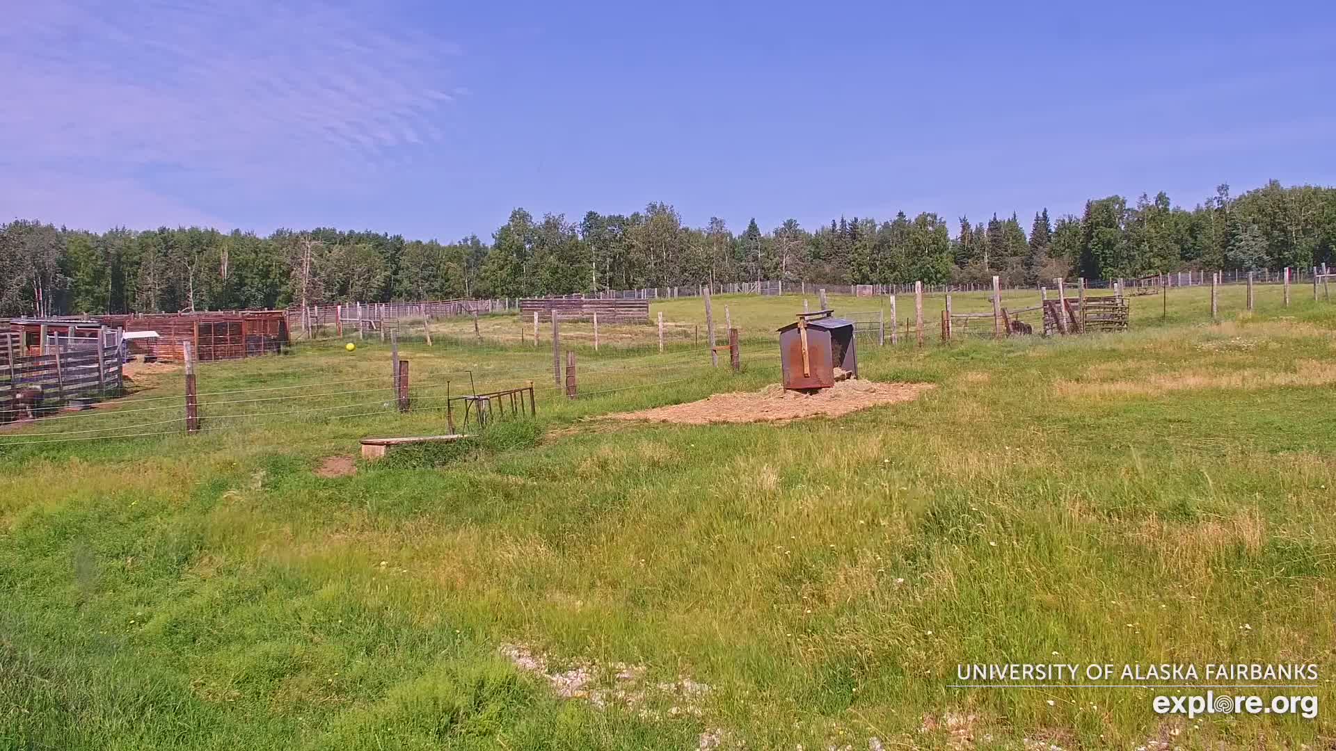 University of Alaska Fairbanks Large Animal Research Station Musk Ox Farm Live Cam - Musk Ox, College, Fairbanks North Star, Alaska, USA