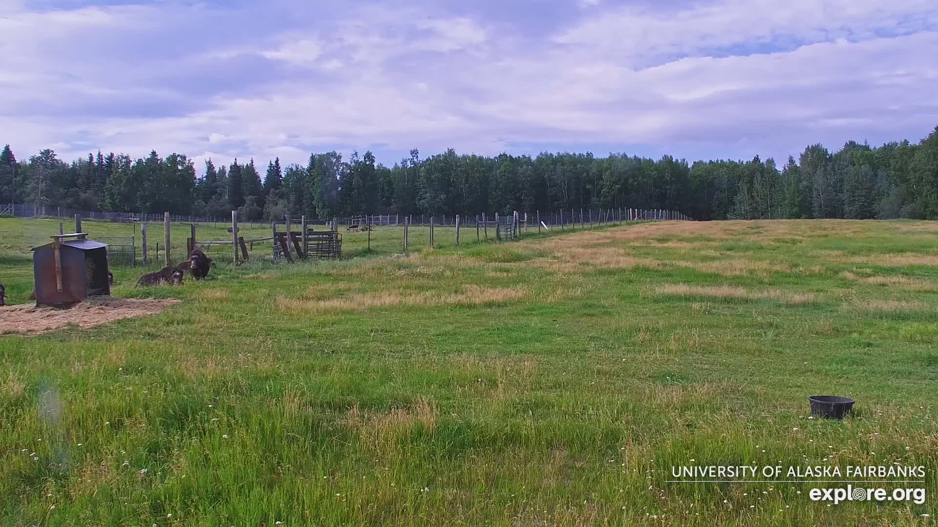 University of Alaska Fairbanks Large Animal Research Station Musk Ox Farm Live Cam - Musk Ox, College, Fairbanks North Star, Alaska, USA