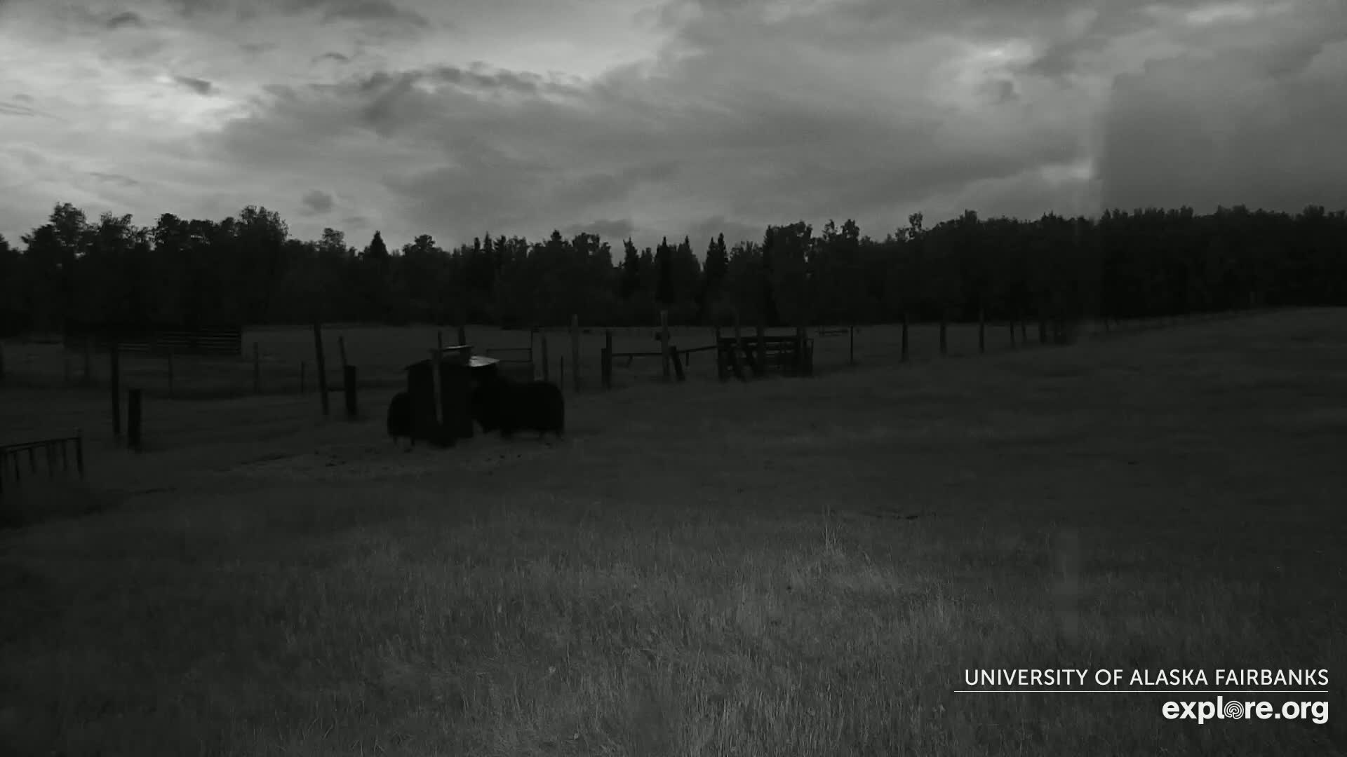 University of Alaska Fairbanks Large Animal Research Station Musk Ox Farm Live Cam - Musk Ox, College, Fairbanks North Star, Alaska, USA