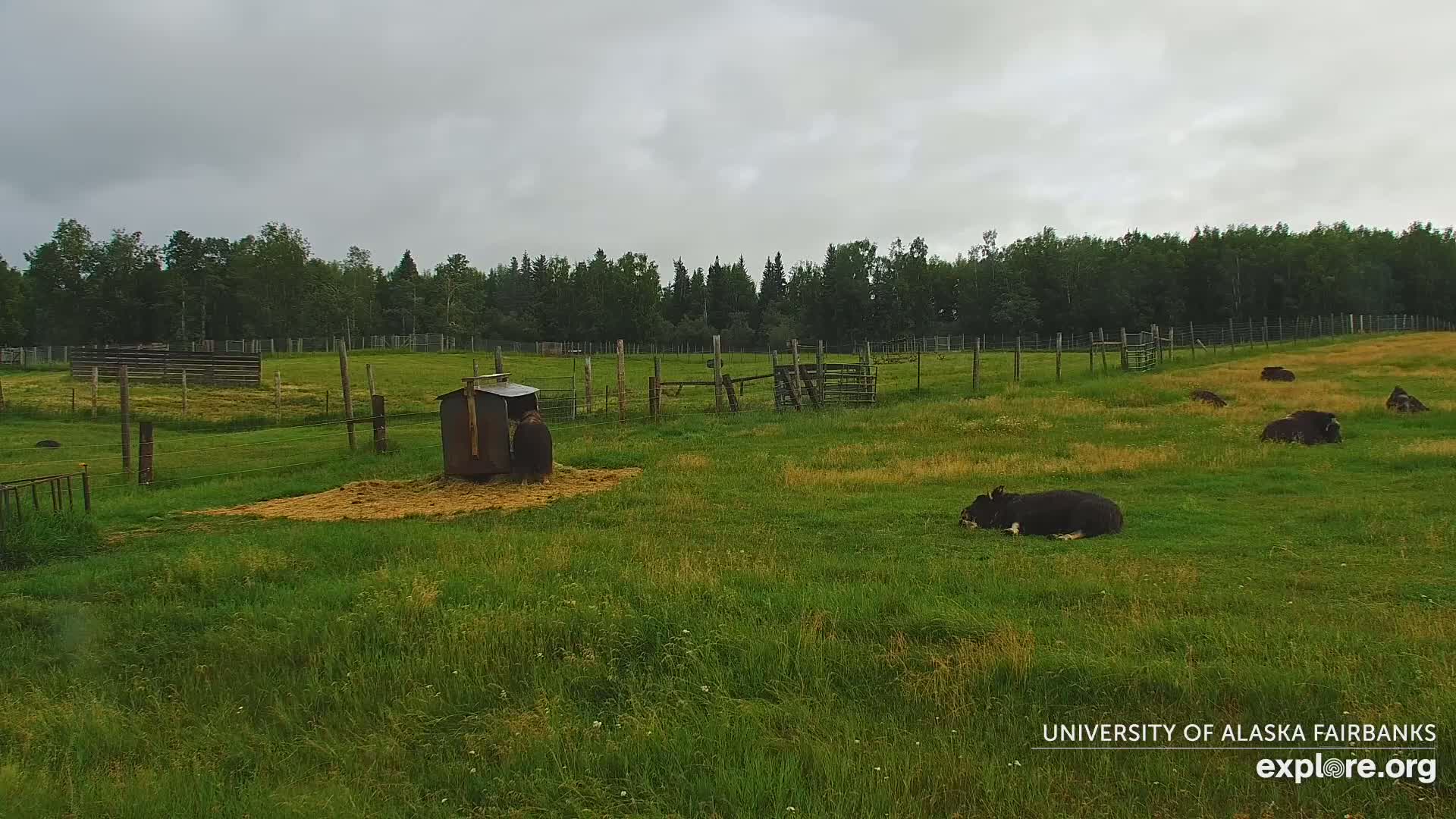 University of Alaska Fairbanks Large Animal Research Station Musk Ox Farm Live Cam - Musk Ox, College, Fairbanks North Star, Alaska, USA