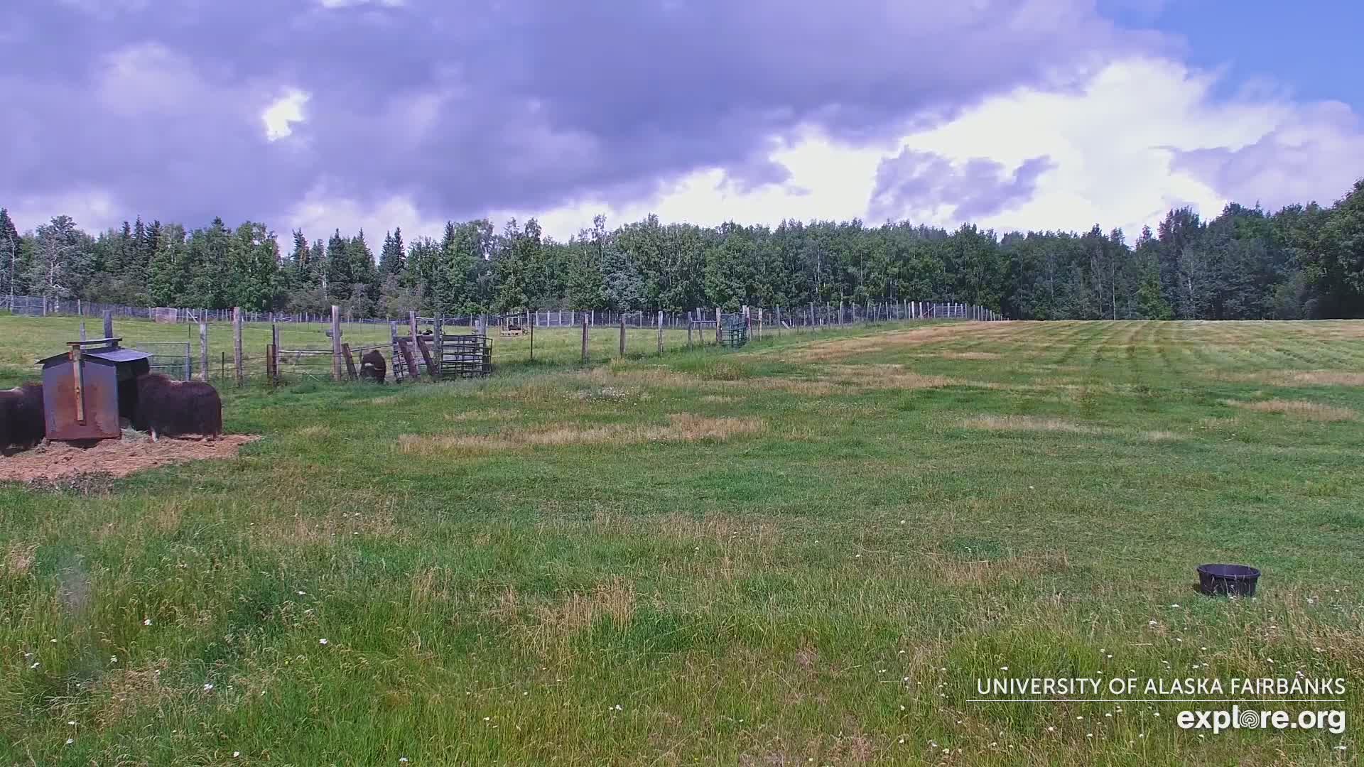 University of Alaska Fairbanks Large Animal Research Station Musk Ox Farm Live Cam - Musk Ox, College, Fairbanks North Star, Alaska, USA