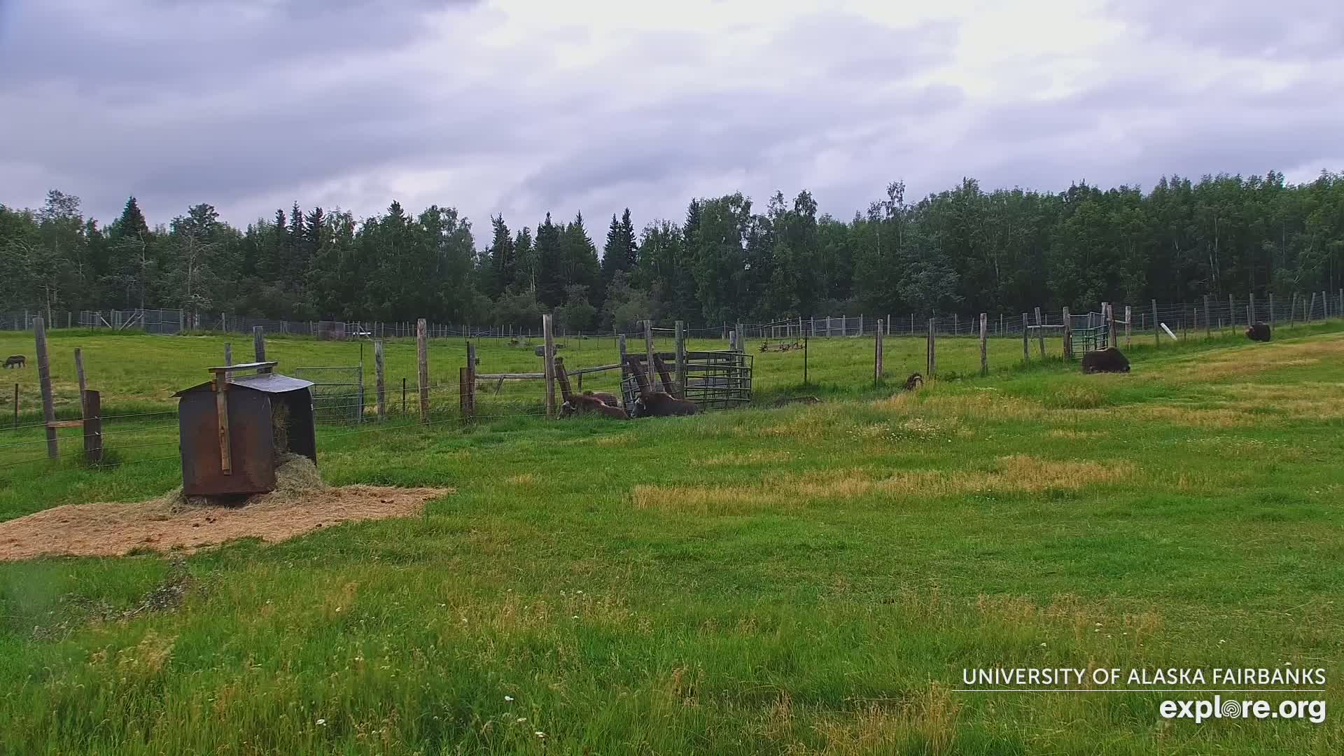 University of Alaska Fairbanks Large Animal Research Station Musk Ox Farm Live Cam - Musk Ox, College, Fairbanks North Star, Alaska, USA