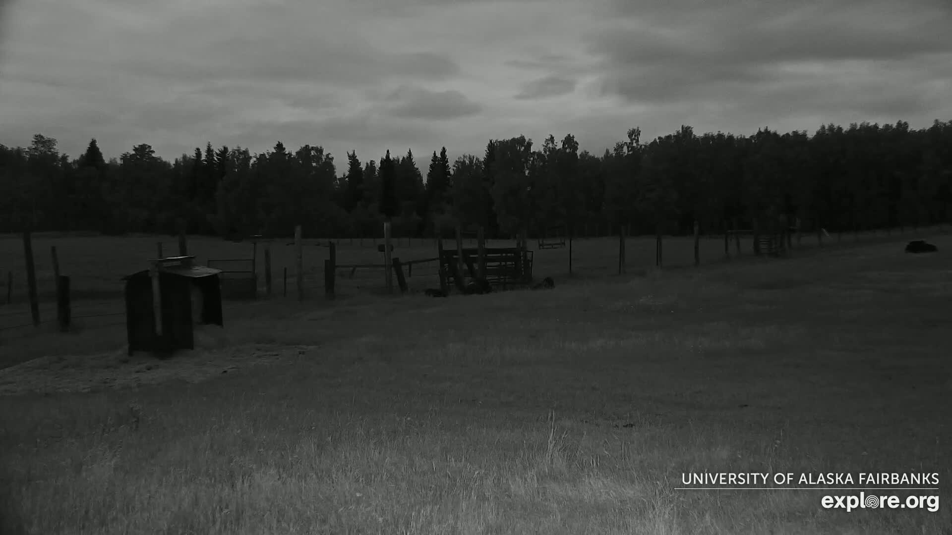 University of Alaska Fairbanks Large Animal Research Station Musk Ox Farm Live Cam - Musk Ox, College, Fairbanks North Star, Alaska, USA
