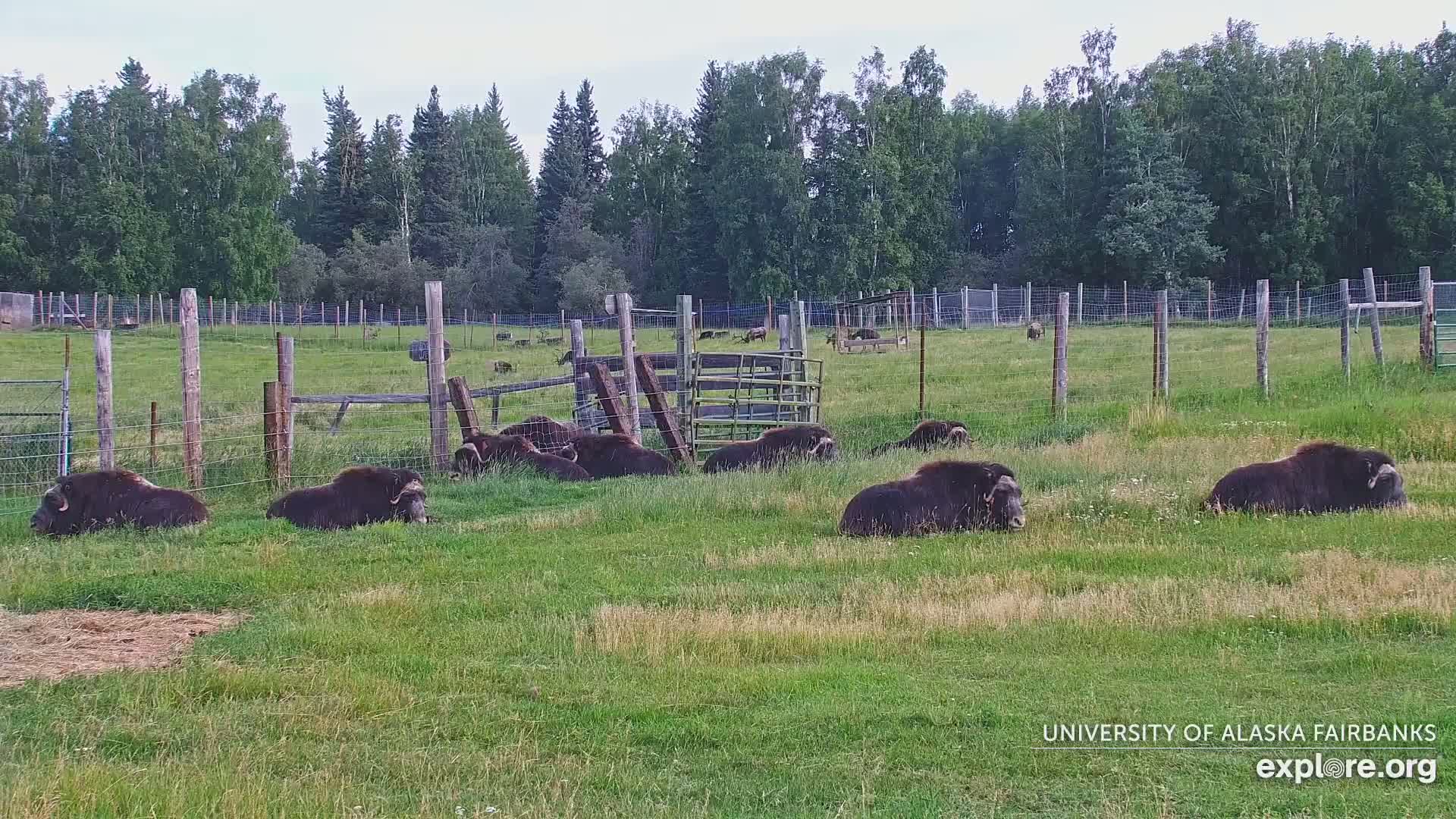 University of Alaska Fairbanks Large Animal Research Station Musk Ox Farm Live Cam - Musk Ox, College, Fairbanks North Star, Alaska, USA