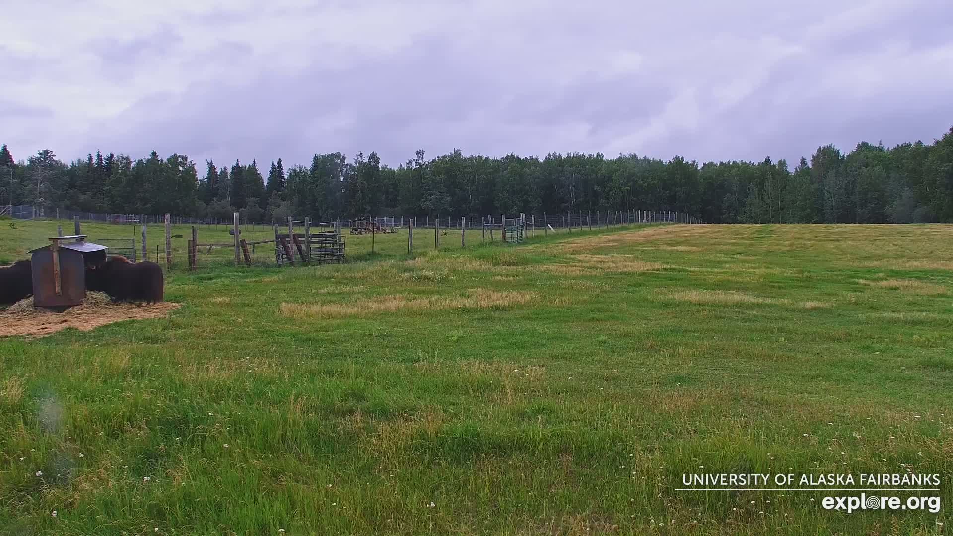 University of Alaska Fairbanks Large Animal Research Station Musk Ox Farm Live Cam - Musk Ox, College, Fairbanks North Star, Alaska, USA